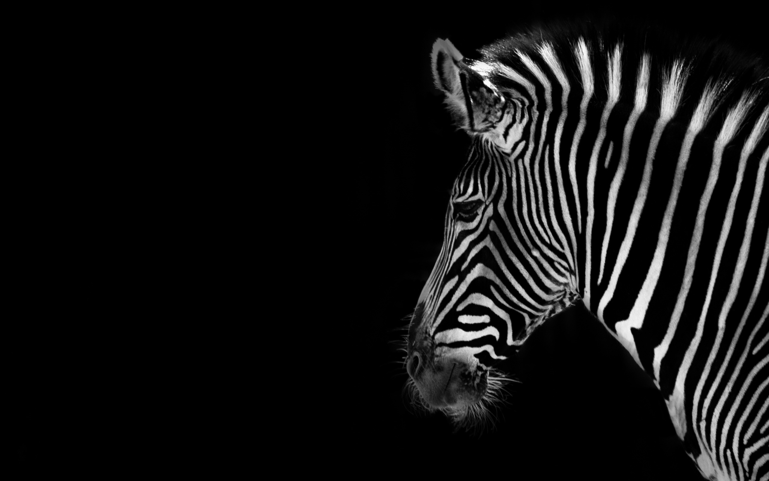585894 baixar papel de parede animais, zebra - protetores de tela e imagens gratuitamente