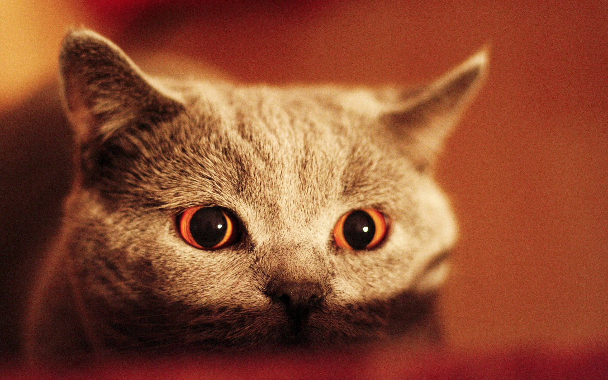 Download mobile wallpaper Muzzle, Sight, Animals, Kitty, Opinion, Kitten, Eyes for free.