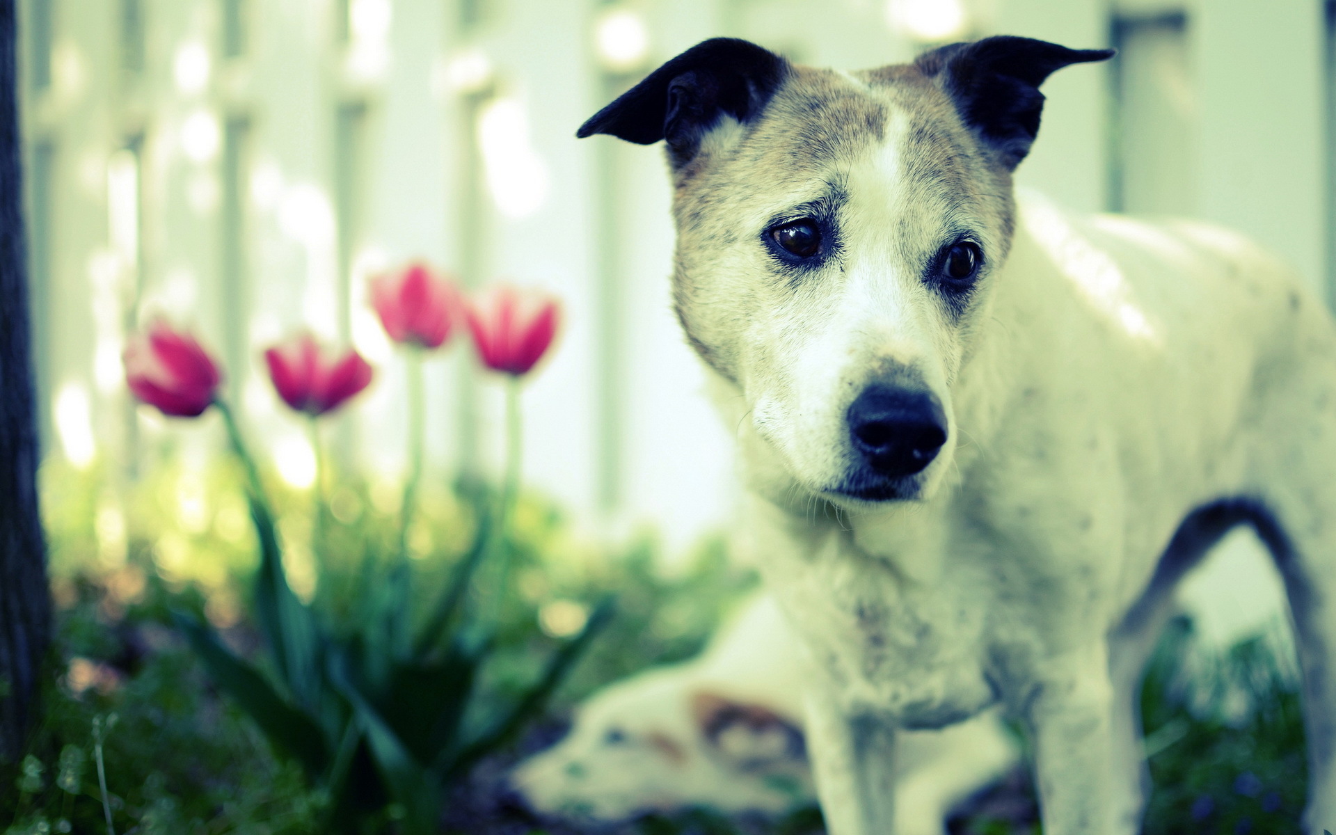 Baixar papel de parede para celular de Animais, Cães, Cão gratuito.