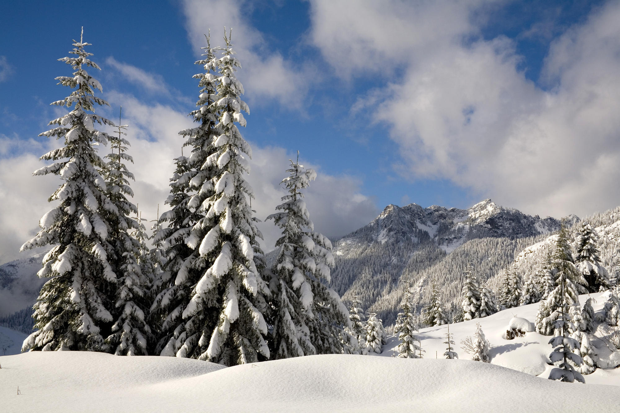 Free download wallpaper Landscape, Winter, Trees, Snow, Fir Trees on your PC desktop