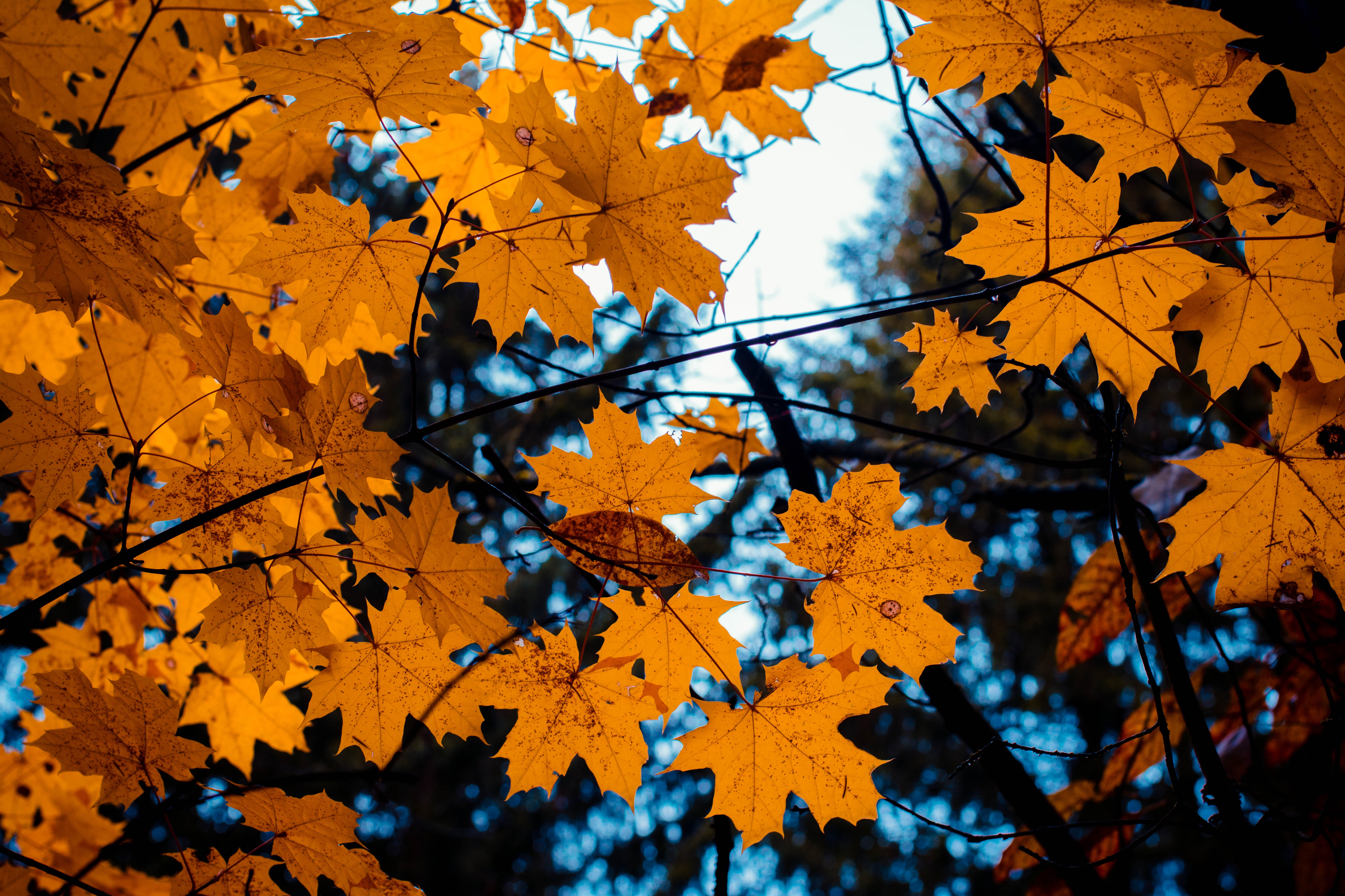 Скачать обои бесплатно Природа, Клен, Ветки, Листья, Осень картинка на рабочий стол ПК