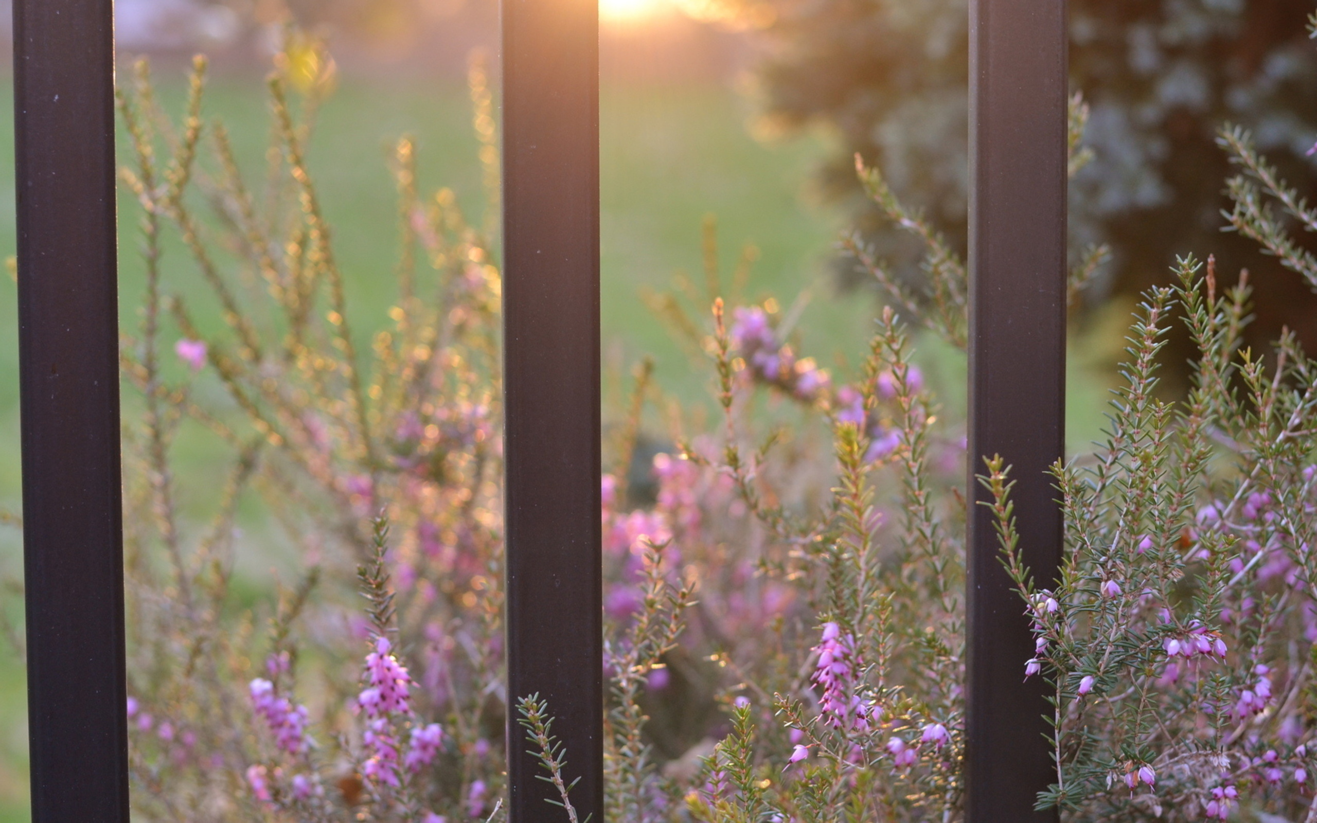 311257 Bildschirmschoner und Hintergrundbilder Blumen auf Ihrem Telefon. Laden Sie  Bilder kostenlos herunter