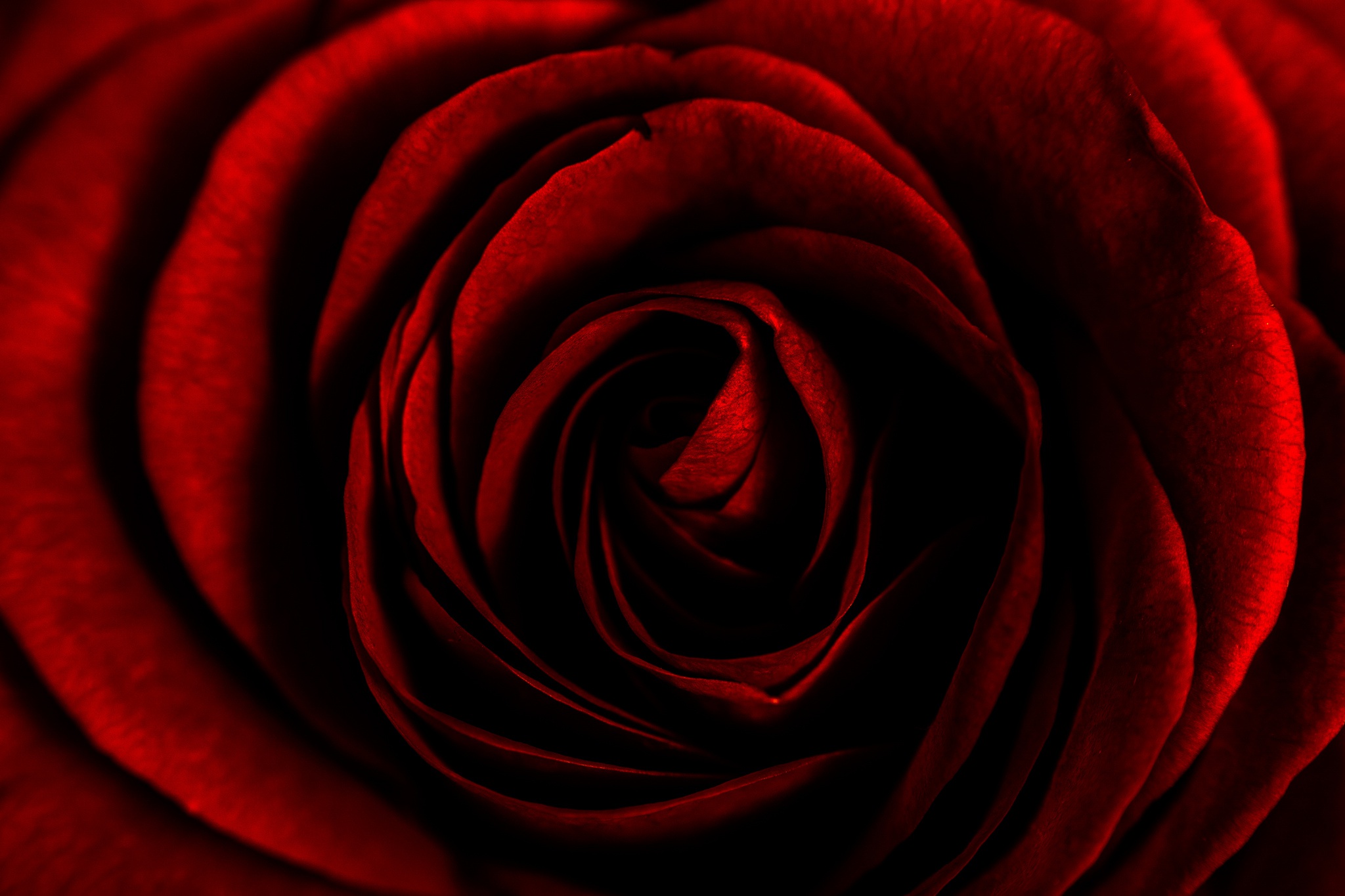 Скачать обои бесплатно Цветок, Макро, Роза, Красная Роза, Земля/природа, Флауэрсы картинка на рабочий стол ПК