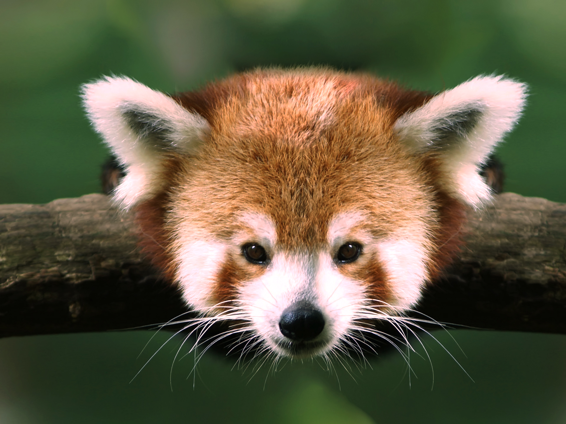 Download mobile wallpaper Animal, Red Panda for free.