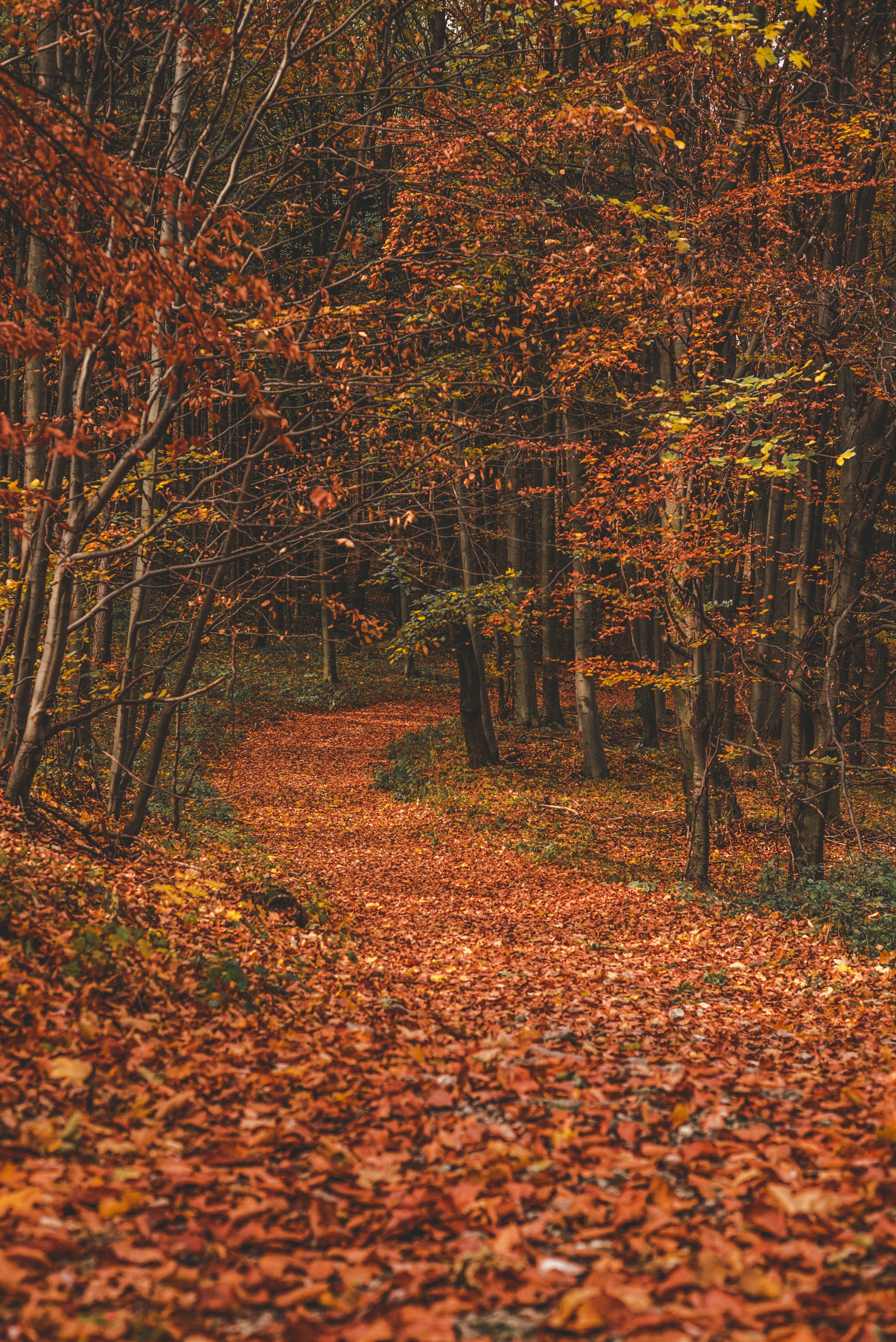 130162 скачать картинку листья, осень, природа, деревья, поворот, лес, тропа, опавшие - обои и заставки бесплатно