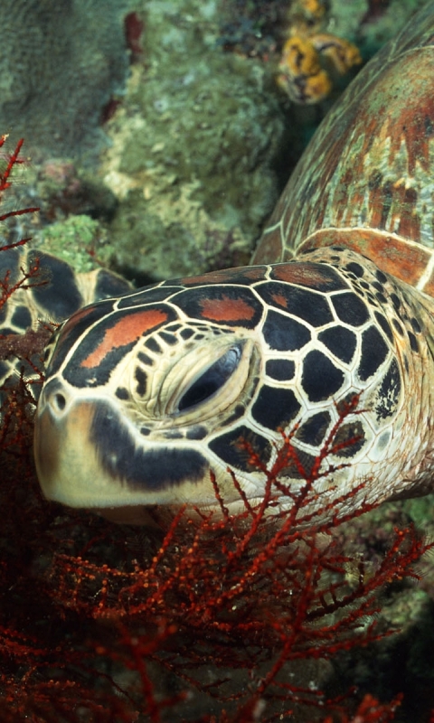 Download mobile wallpaper Turtles, Animal, Sea Turtle for free.