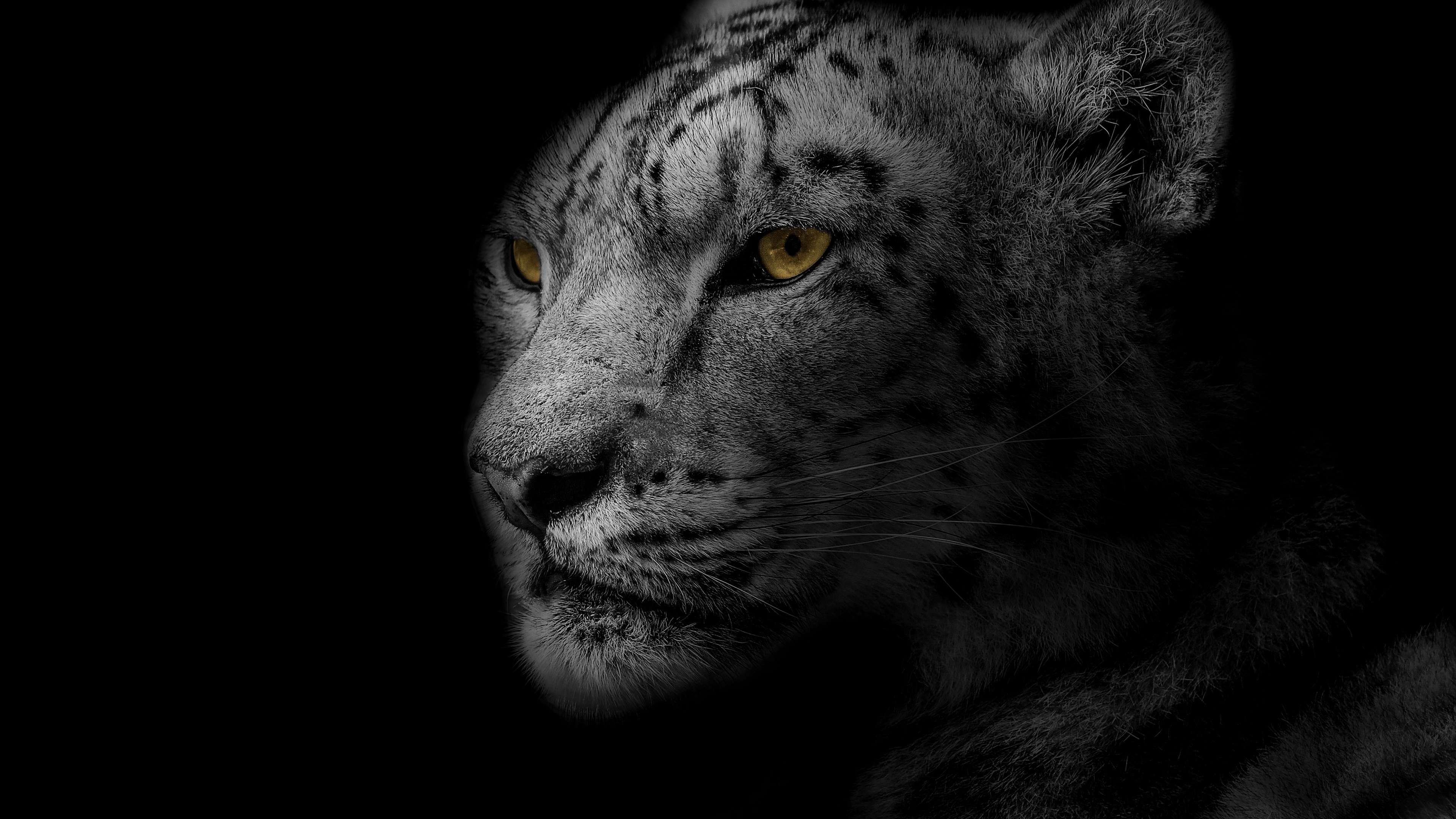 Free download wallpaper Cats, Snow Leopard, Leopard, Animal on your PC desktop