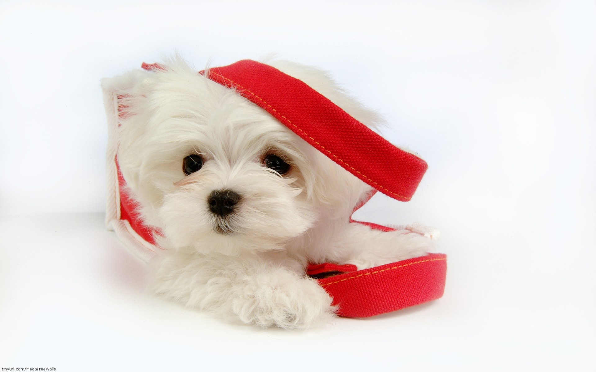 Free download wallpaper Dog, Animal, Puppy, Cute on your PC desktop