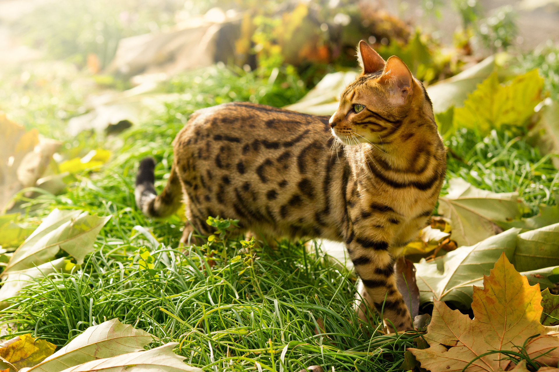 Baixe gratuitamente a imagem Animais, Gatos, Gato na área de trabalho do seu PC