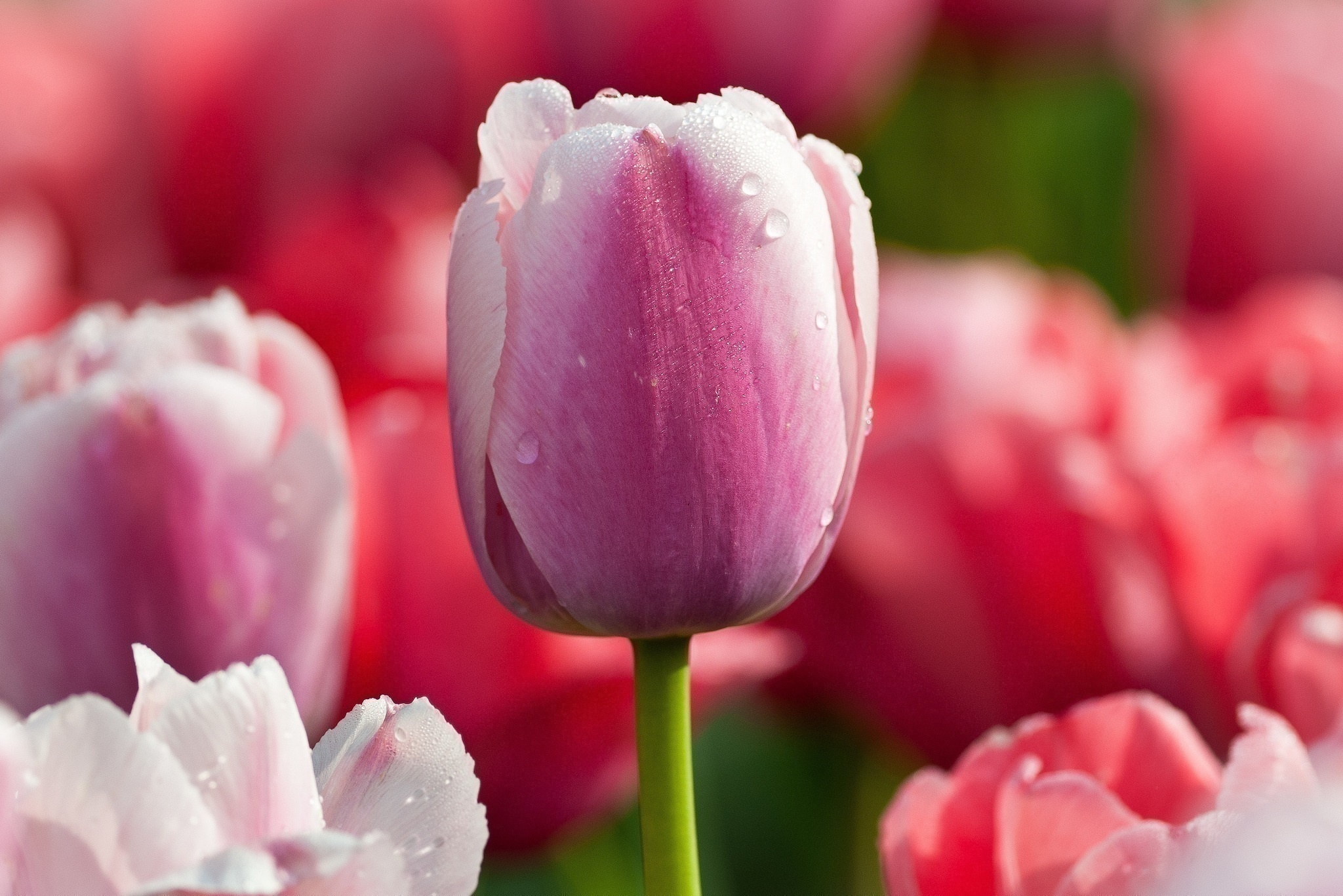 Download mobile wallpaper Nature, Flowers, Summer, Macro, Earth, Tulip, Pink Flower for free.