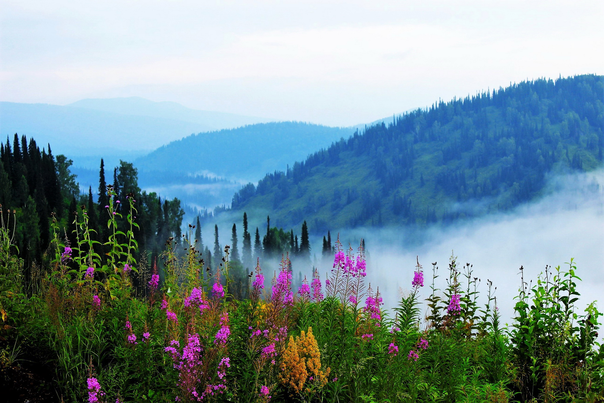 Laden Sie das Landschaft, Natur, Nebel, Erde/natur, Pinke Blume-Bild kostenlos auf Ihren PC-Desktop herunter