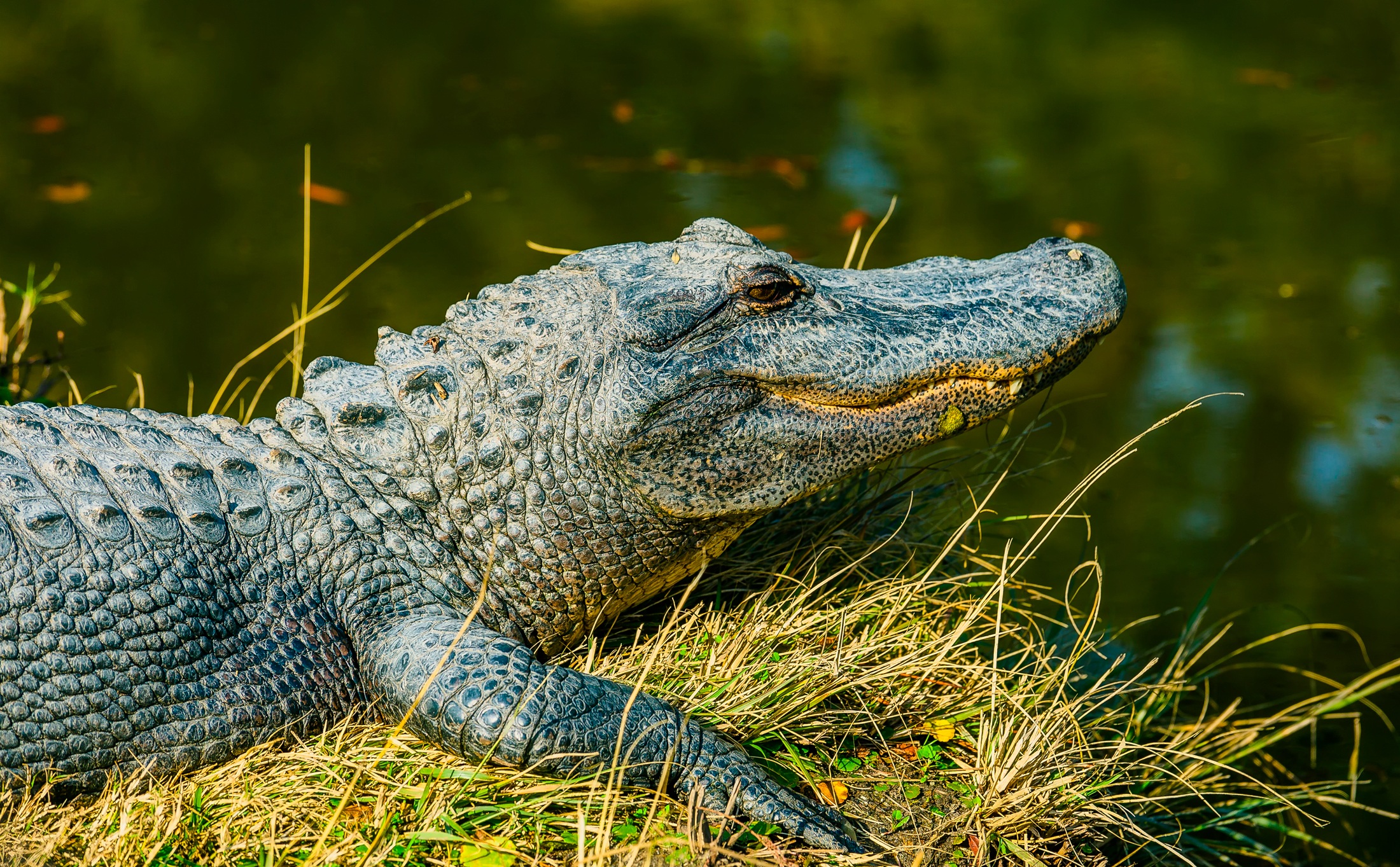 809824 Hintergrundbild herunterladen tiere, alligator, amphibie, reptil - Bildschirmschoner und Bilder kostenlos