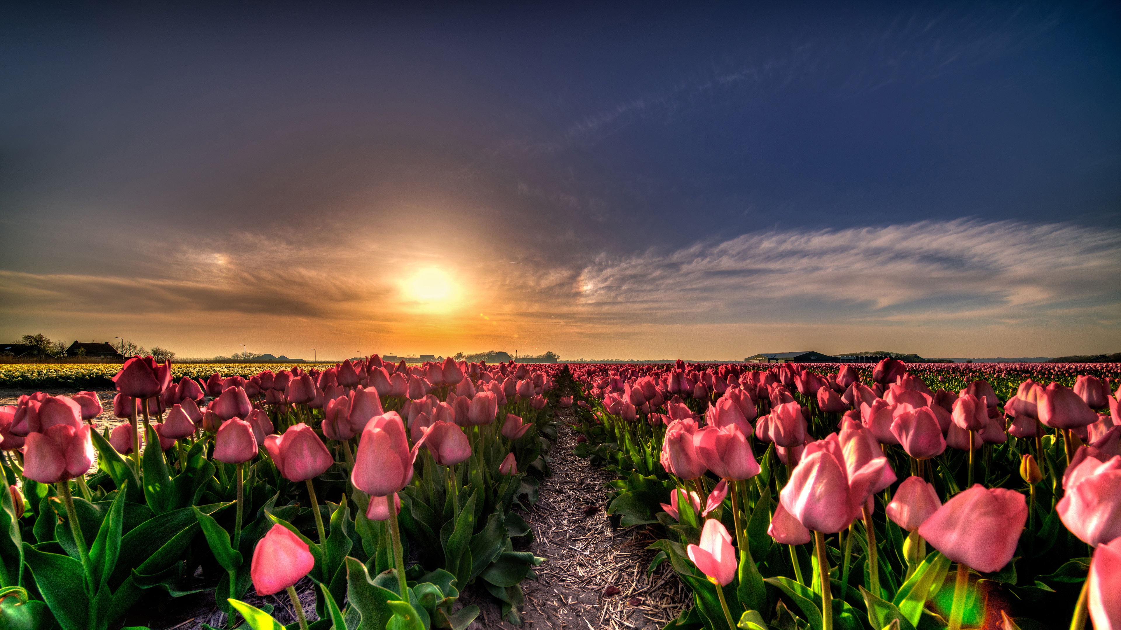 Free download wallpaper Nature, Flowers, Sky, Flower, Earth, Field, Tulip, Pink Flower on your PC desktop