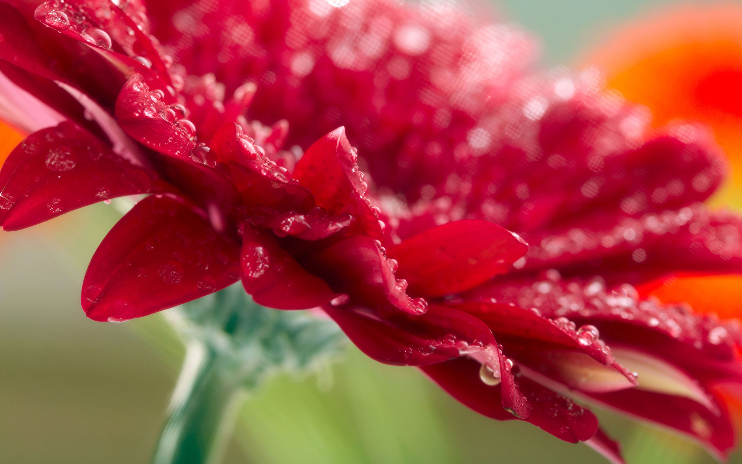 Descarga gratuita de fondo de pantalla para móvil de Flor, Tierra/naturaleza.