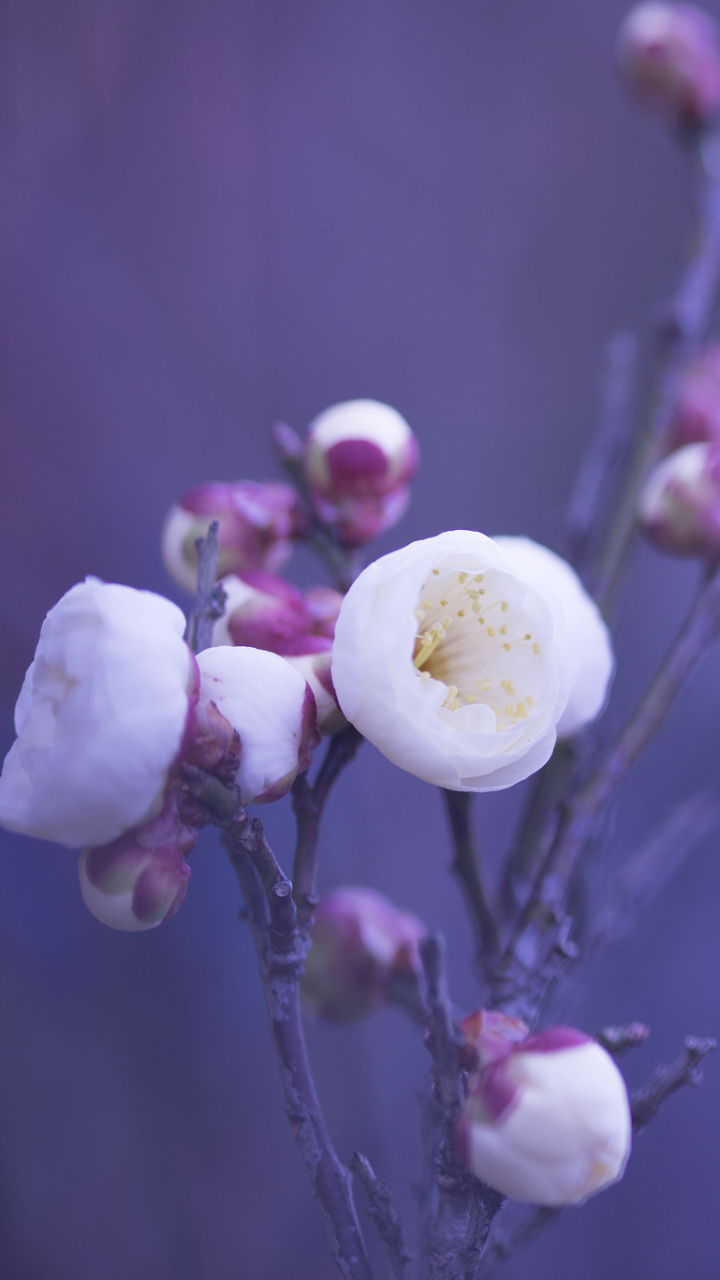 Descarga gratuita de fondo de pantalla para móvil de Flores, Florecer, Tierra/naturaleza.