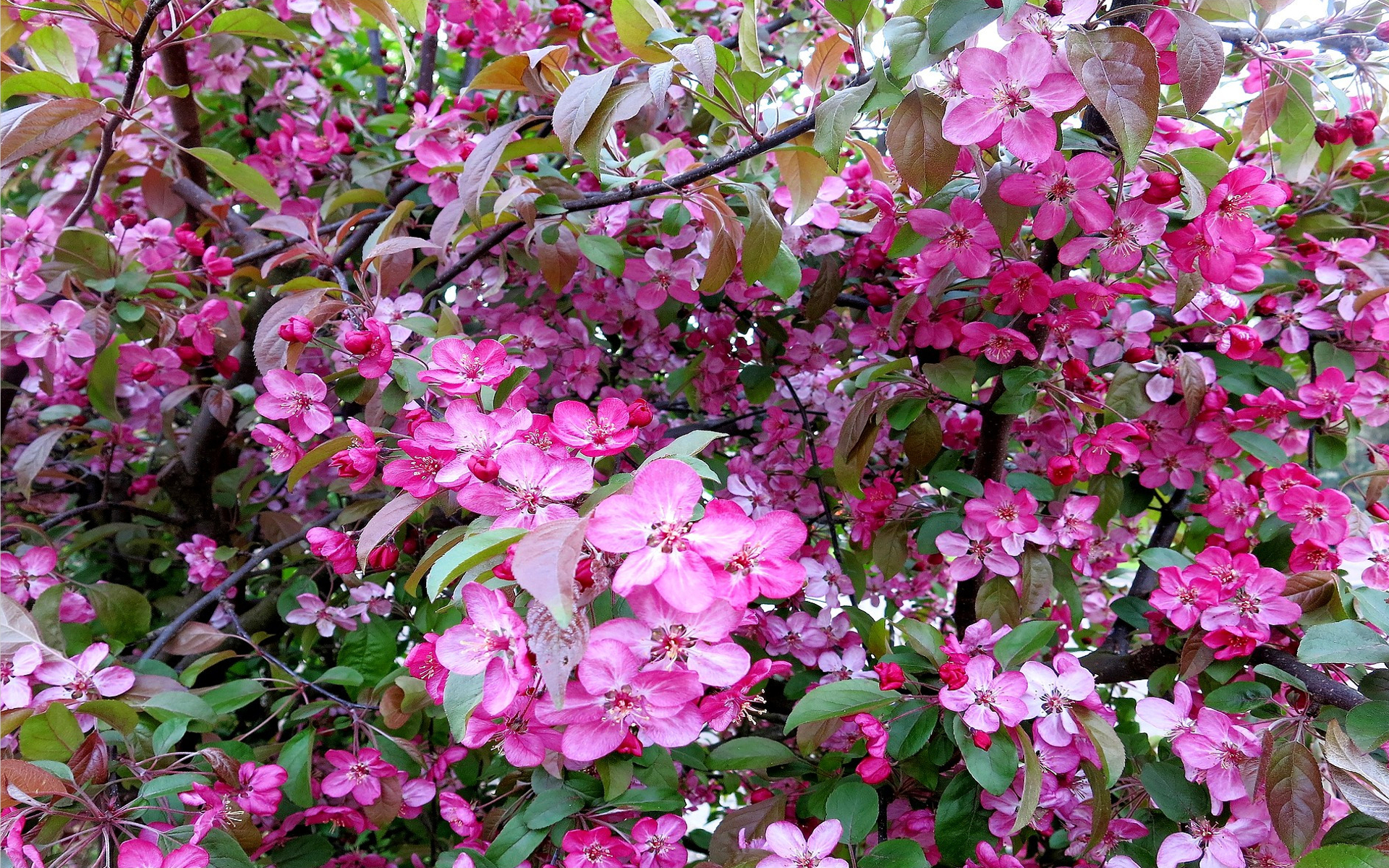 Baixar papel de parede para celular de Flores, Flor, Flor Rosa, Floração, Ramo, Primavera, Terra/natureza gratuito.