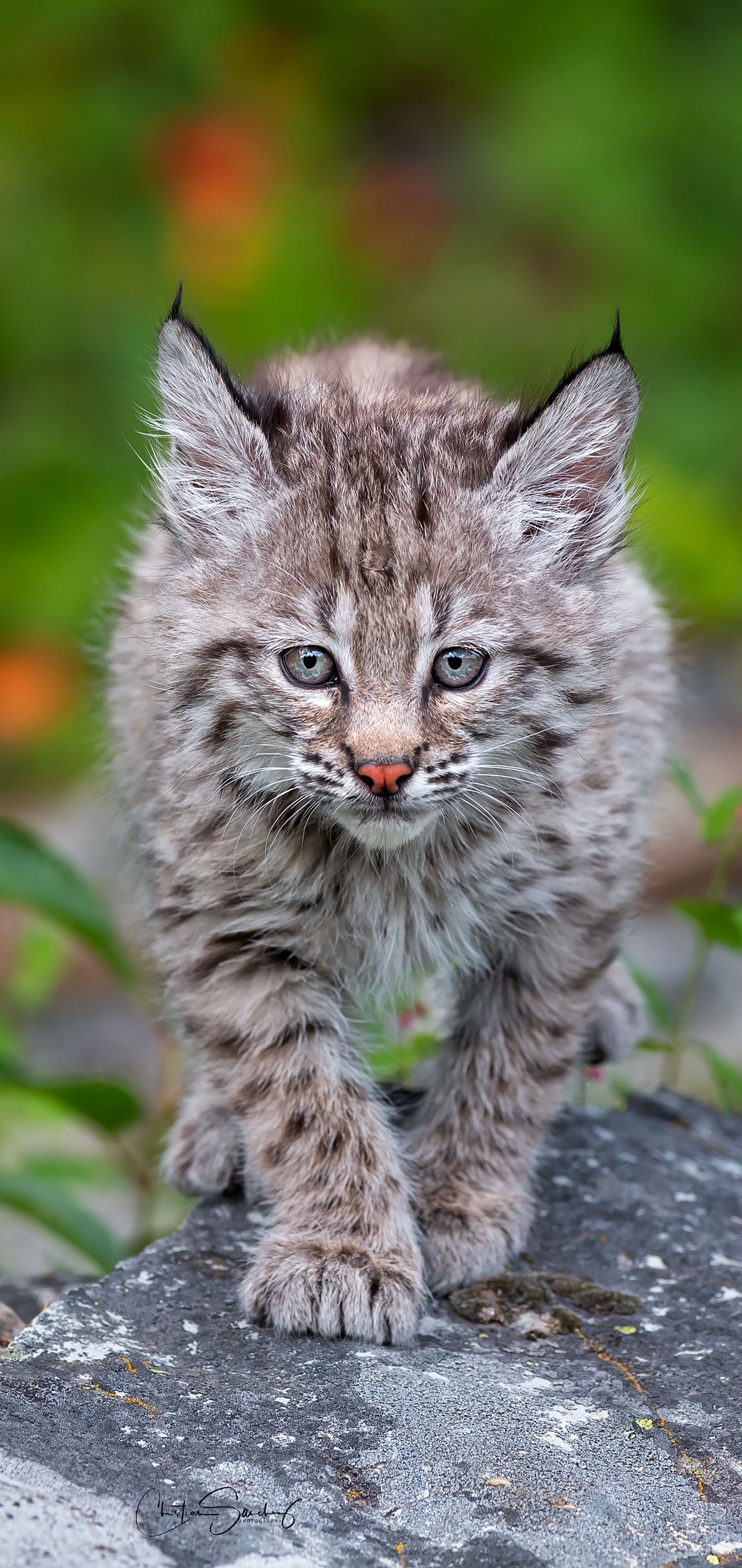 Download mobile wallpaper Cats, Animal, Lynx for free.