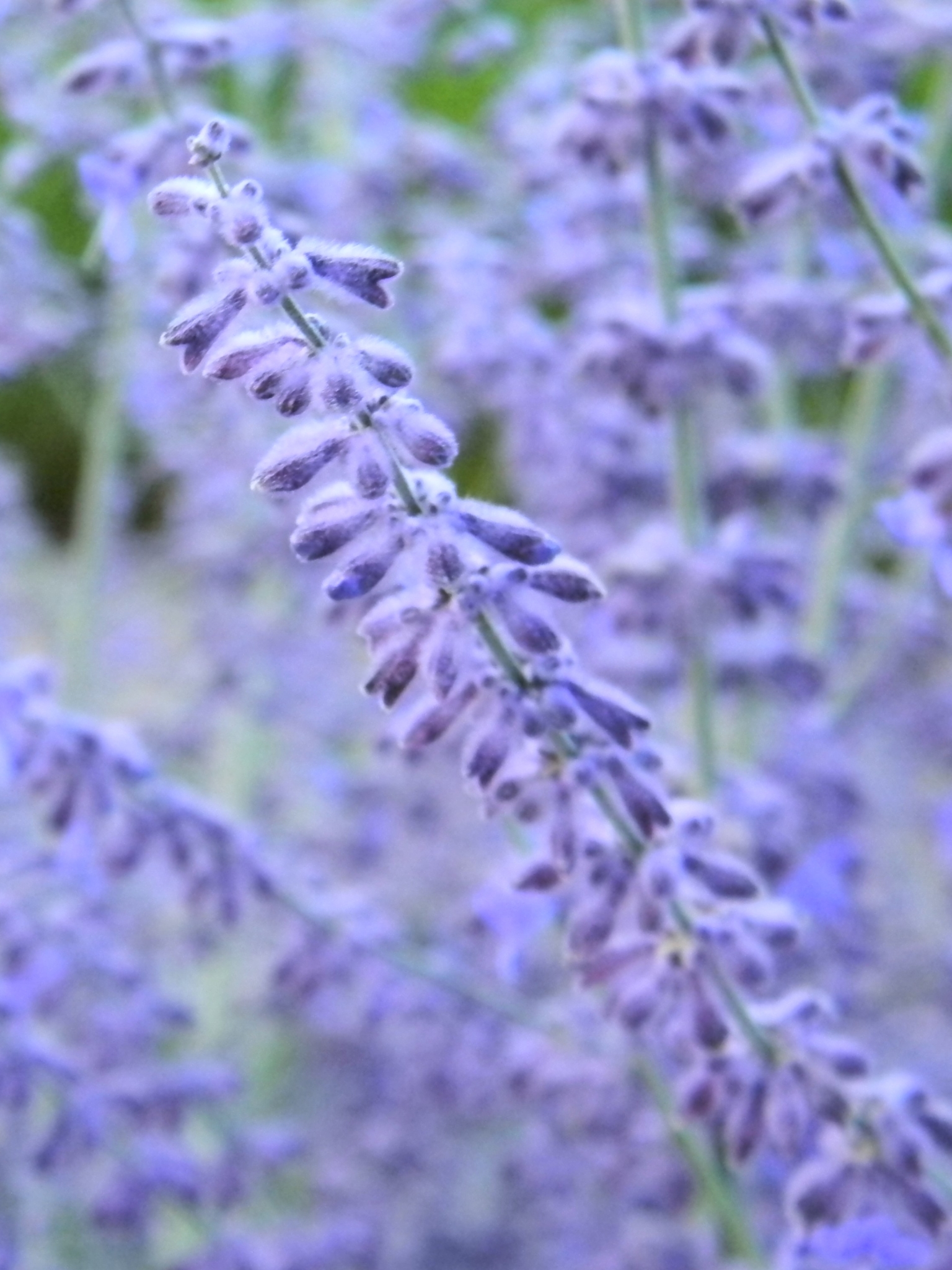 Download mobile wallpaper Flowers, Summer, Earth, Lavender, Purple Flower for free.