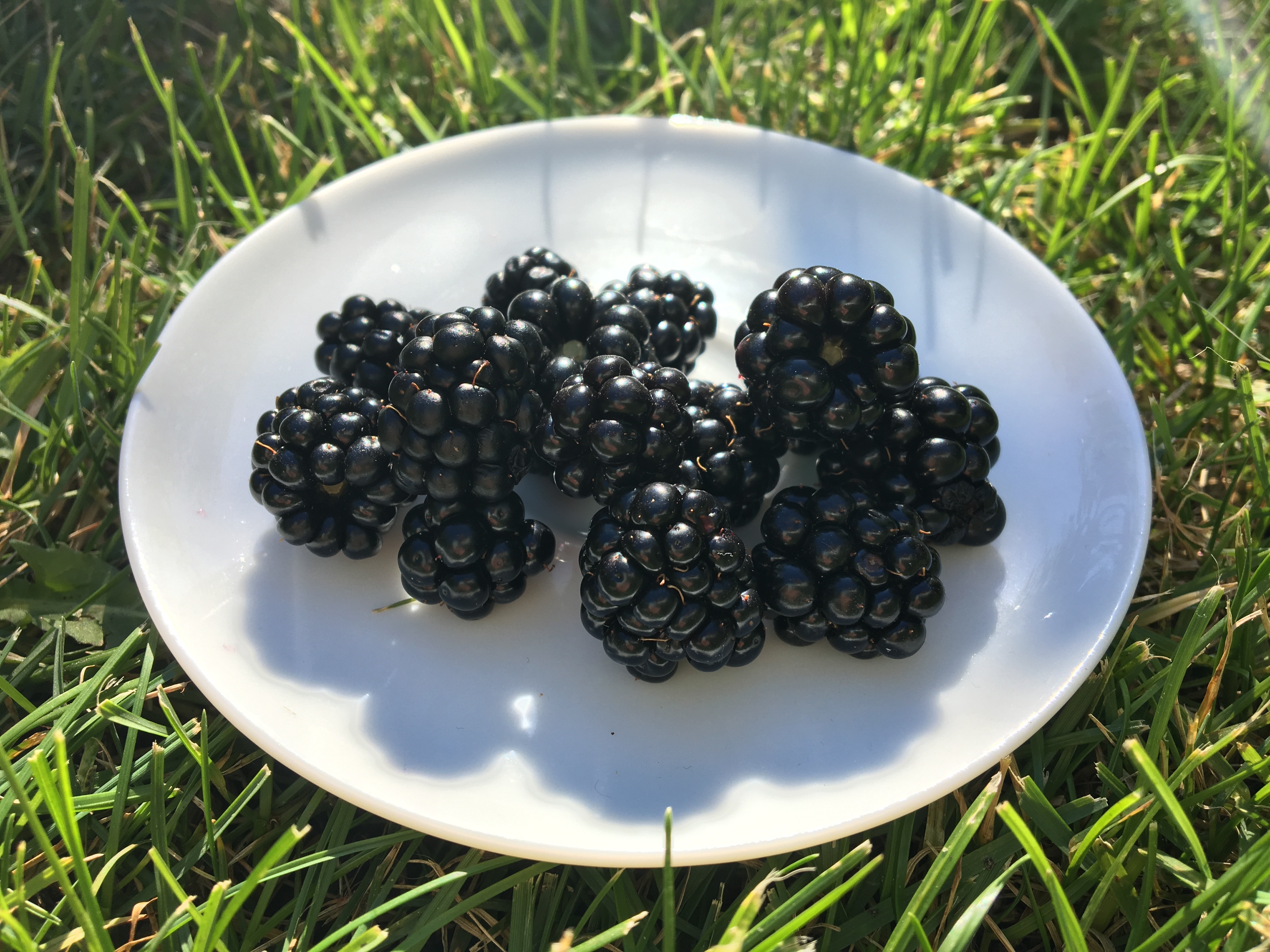 Free download wallpaper Grass, Blackberry, Berry, Plate, Food on your PC desktop