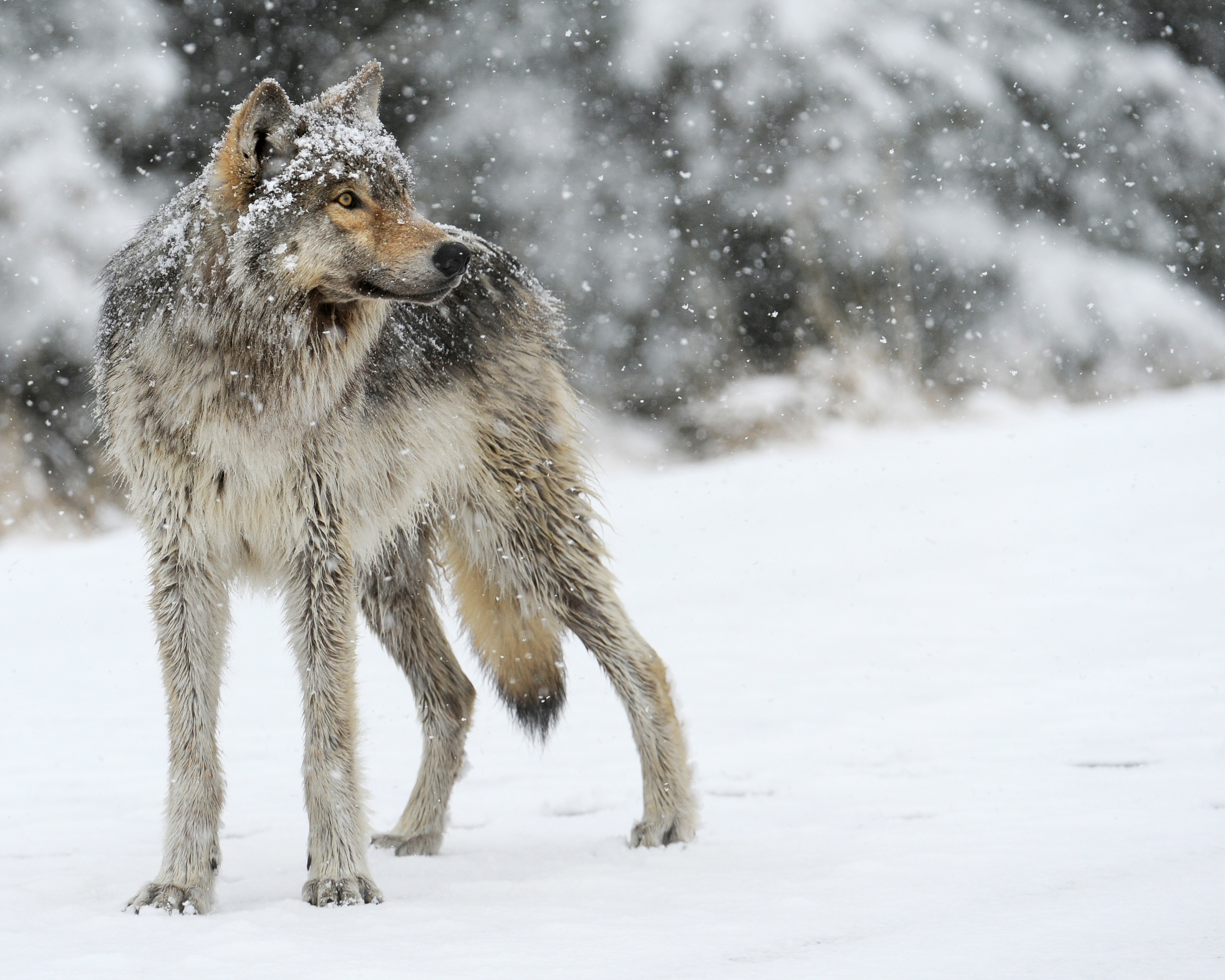 Скачать картинку Снегопад, Волки, Волк, Зима, Животные в телефон бесплатно.