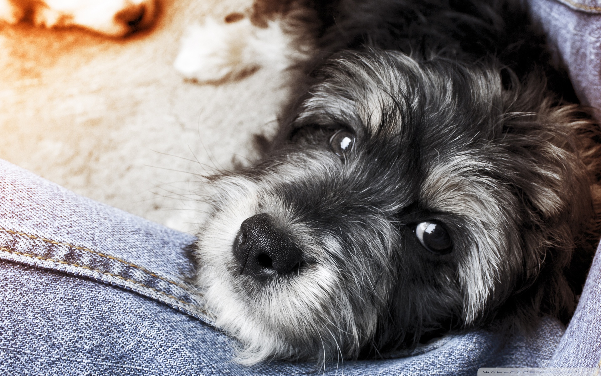 Baixar papel de parede para celular de Animais, Cães, Cão gratuito.