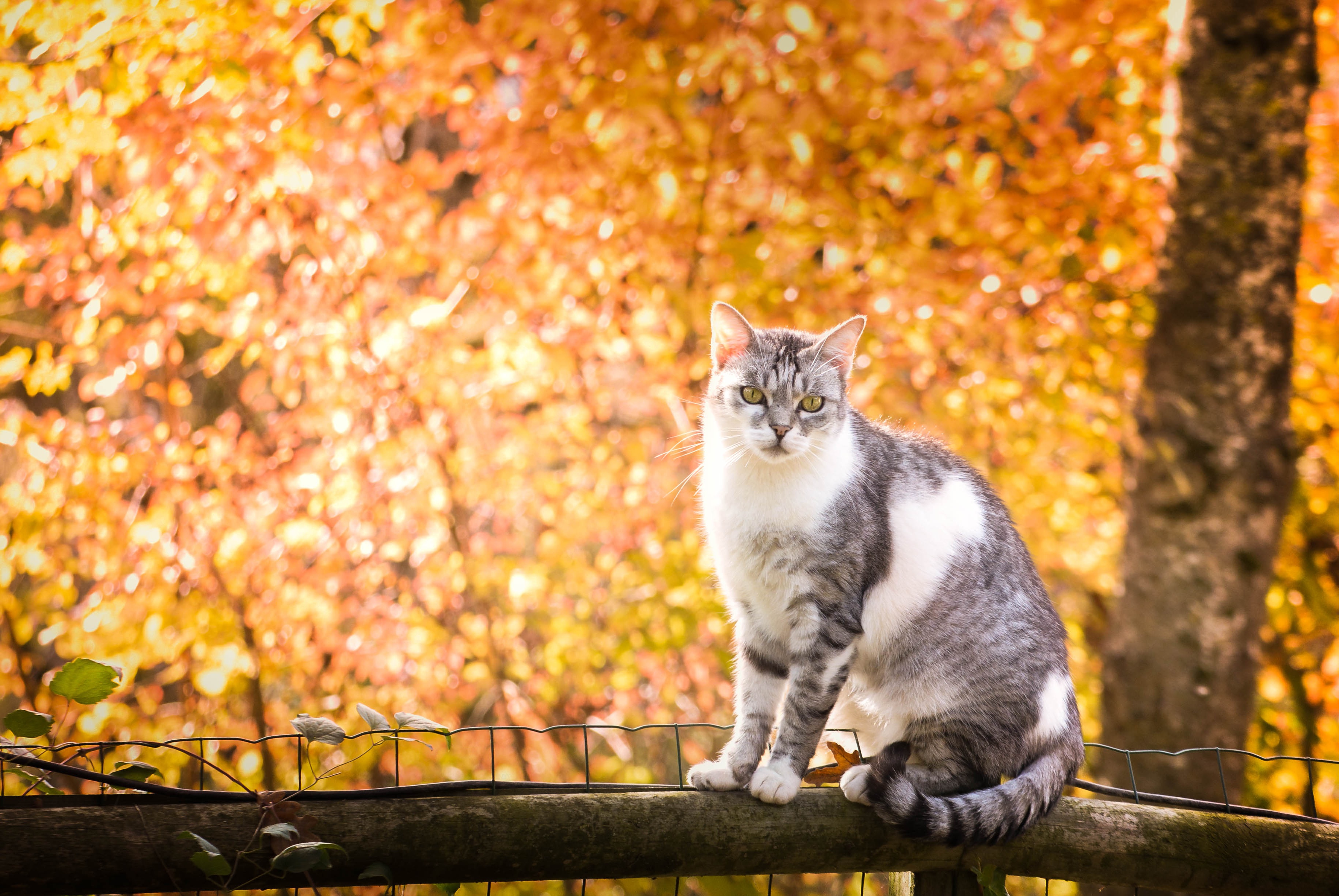 PCデスクトップに動物, ネコ, 猫, 被写界深度画像を無料でダウンロード