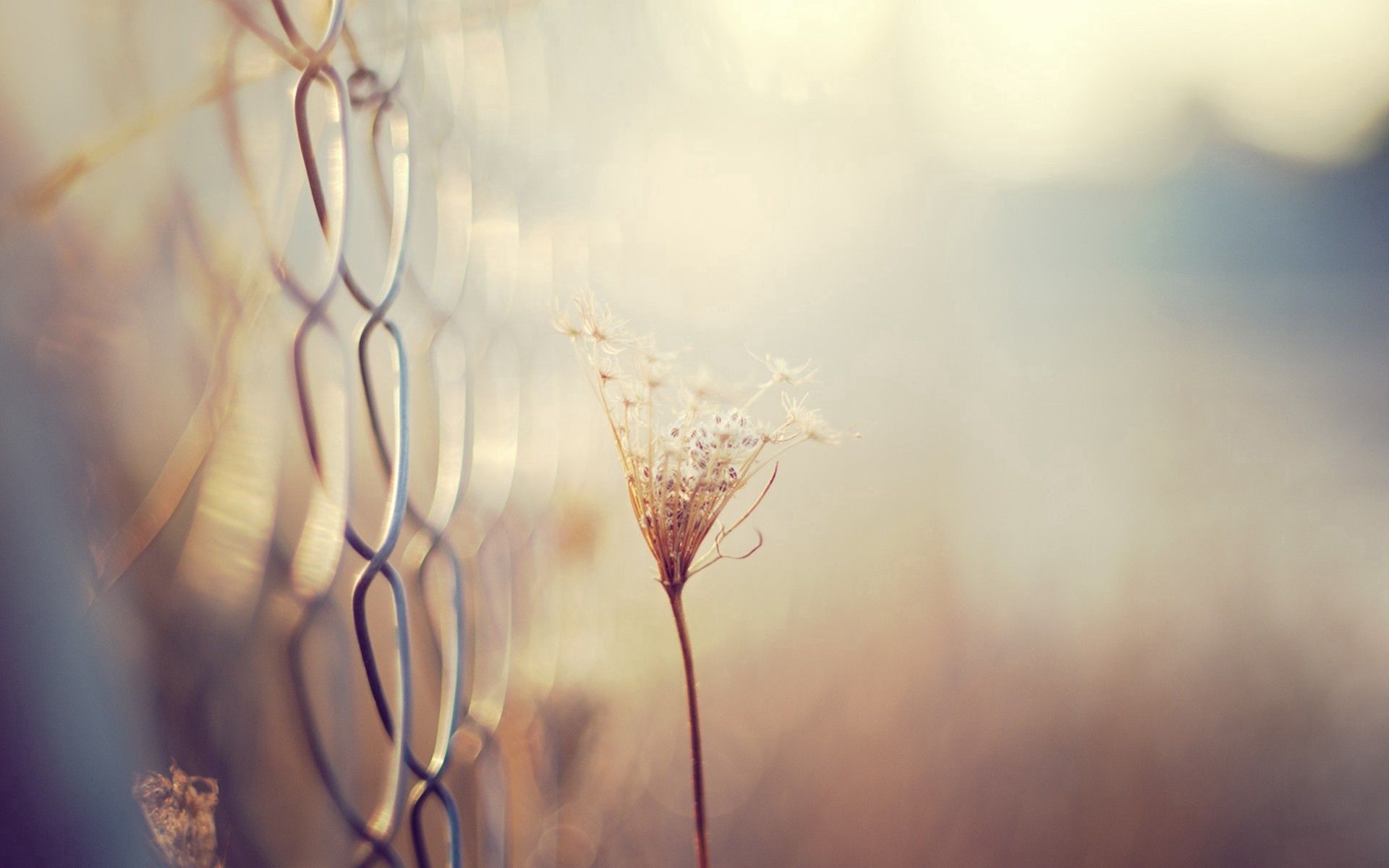 Download mobile wallpaper Fence, Grass, Dry, Branch, Macro, Smooth, Blur, Background for free.