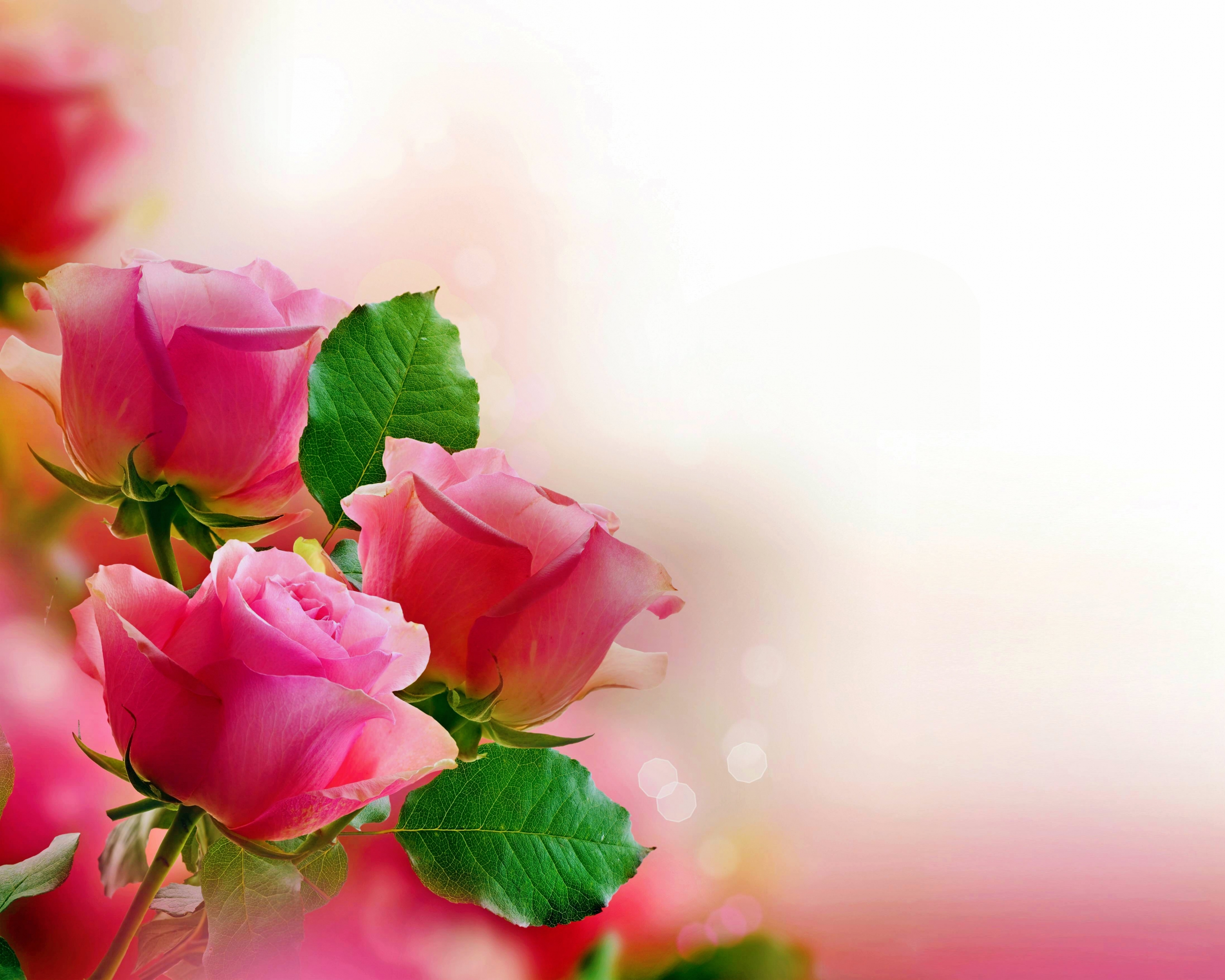Free download wallpaper Flowers, Flower, Rose, Earth, Pastel, Pink Rose on your PC desktop