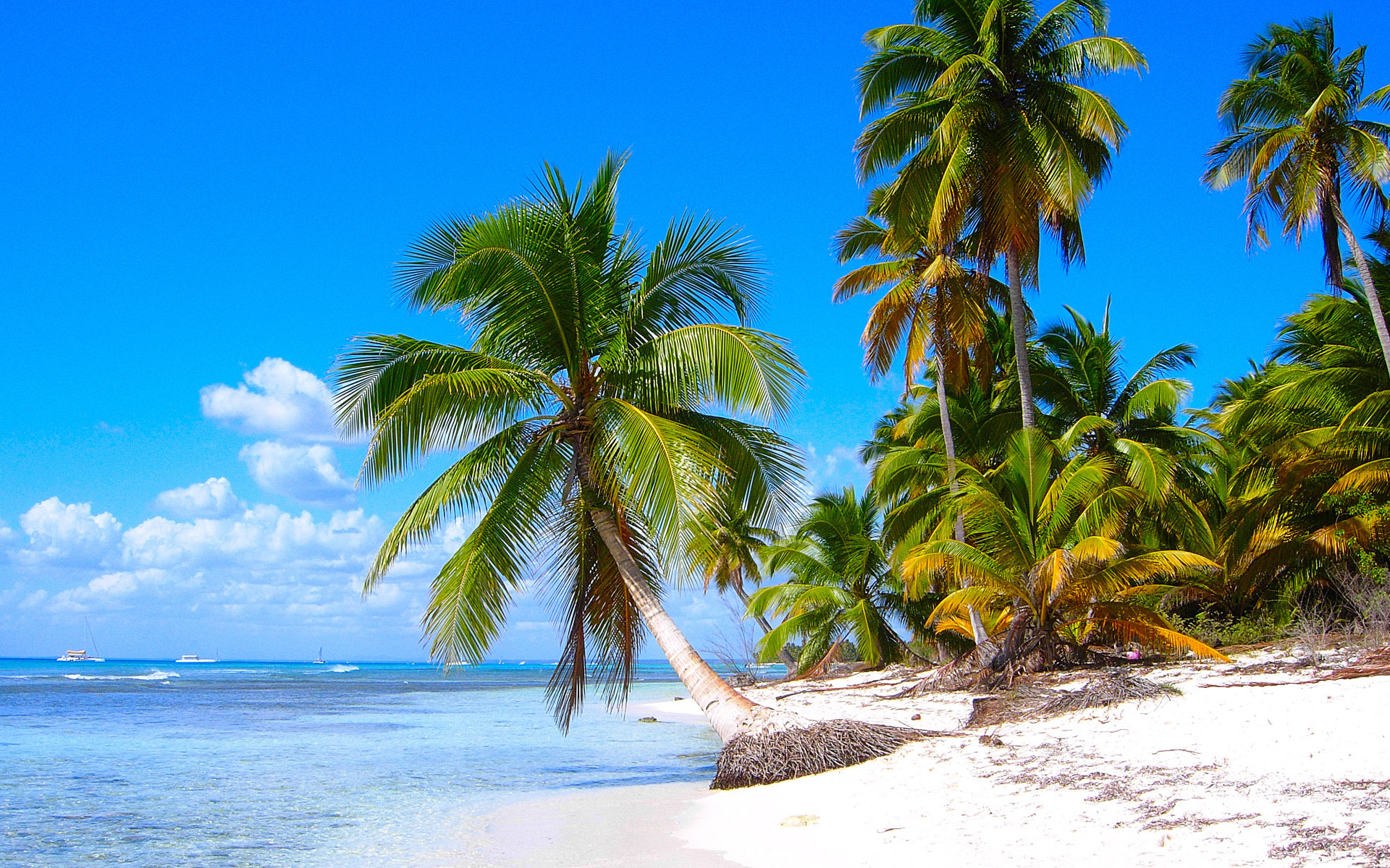 Free download wallpaper Tropical, Photography on your PC desktop