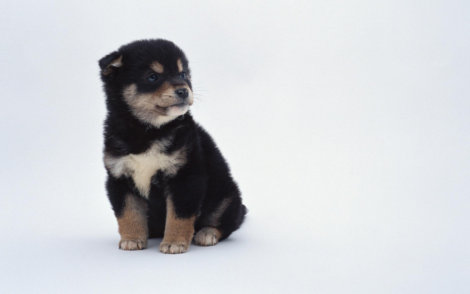 無料モバイル壁紙動物, 犬をダウンロードします。