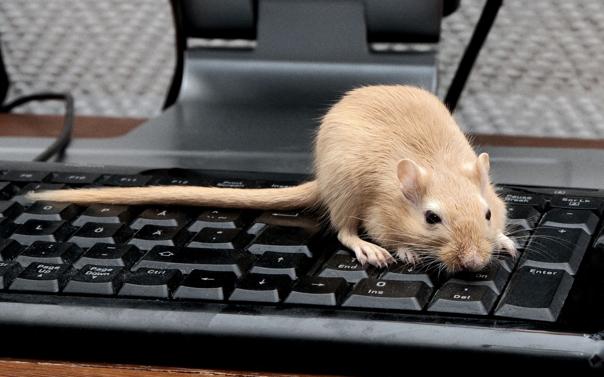 Descarga gratis la imagen Animales, Ratón en el escritorio de tu PC