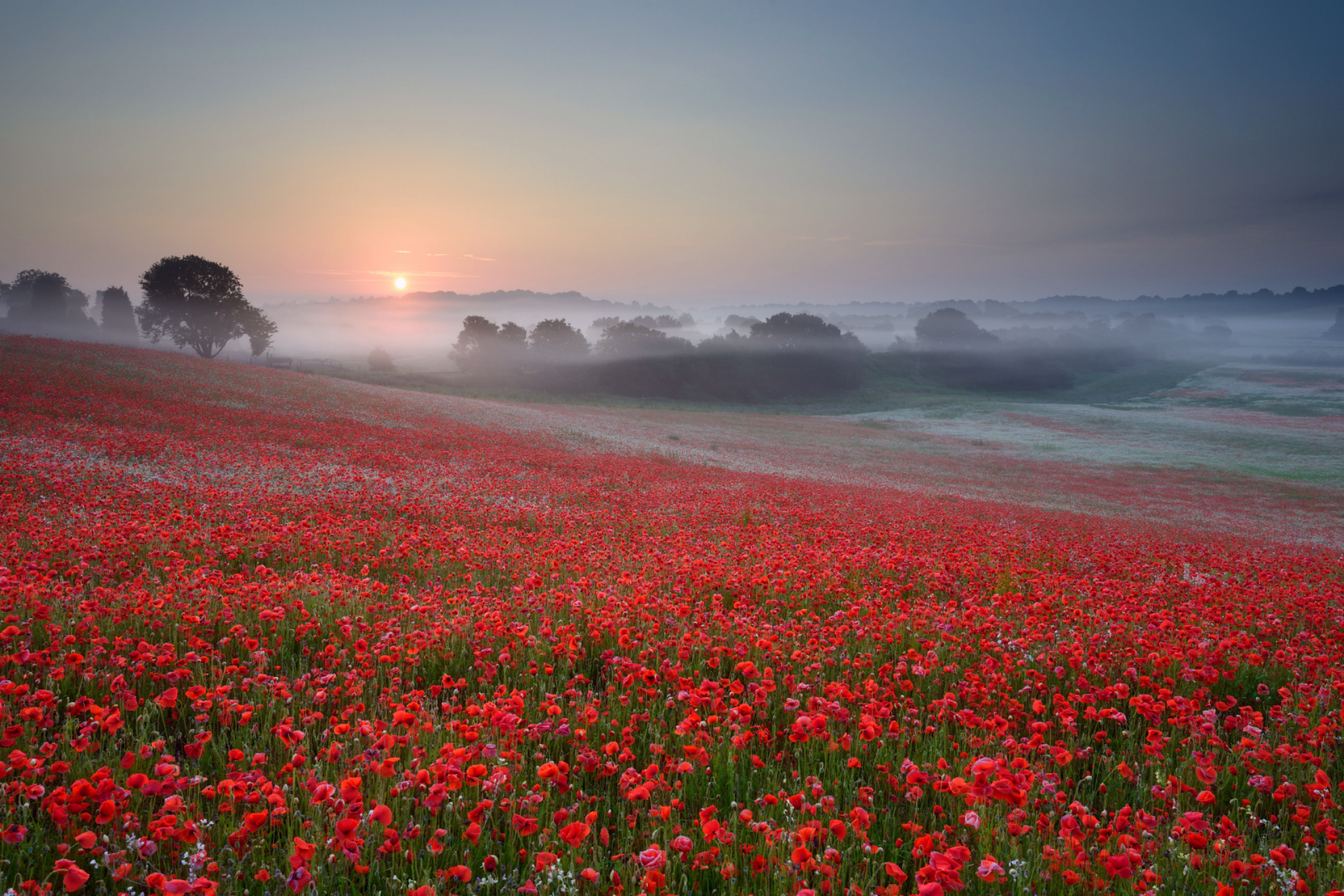 Free download wallpaper Flowers, Flower, Fog, Earth, Poppy on your PC desktop