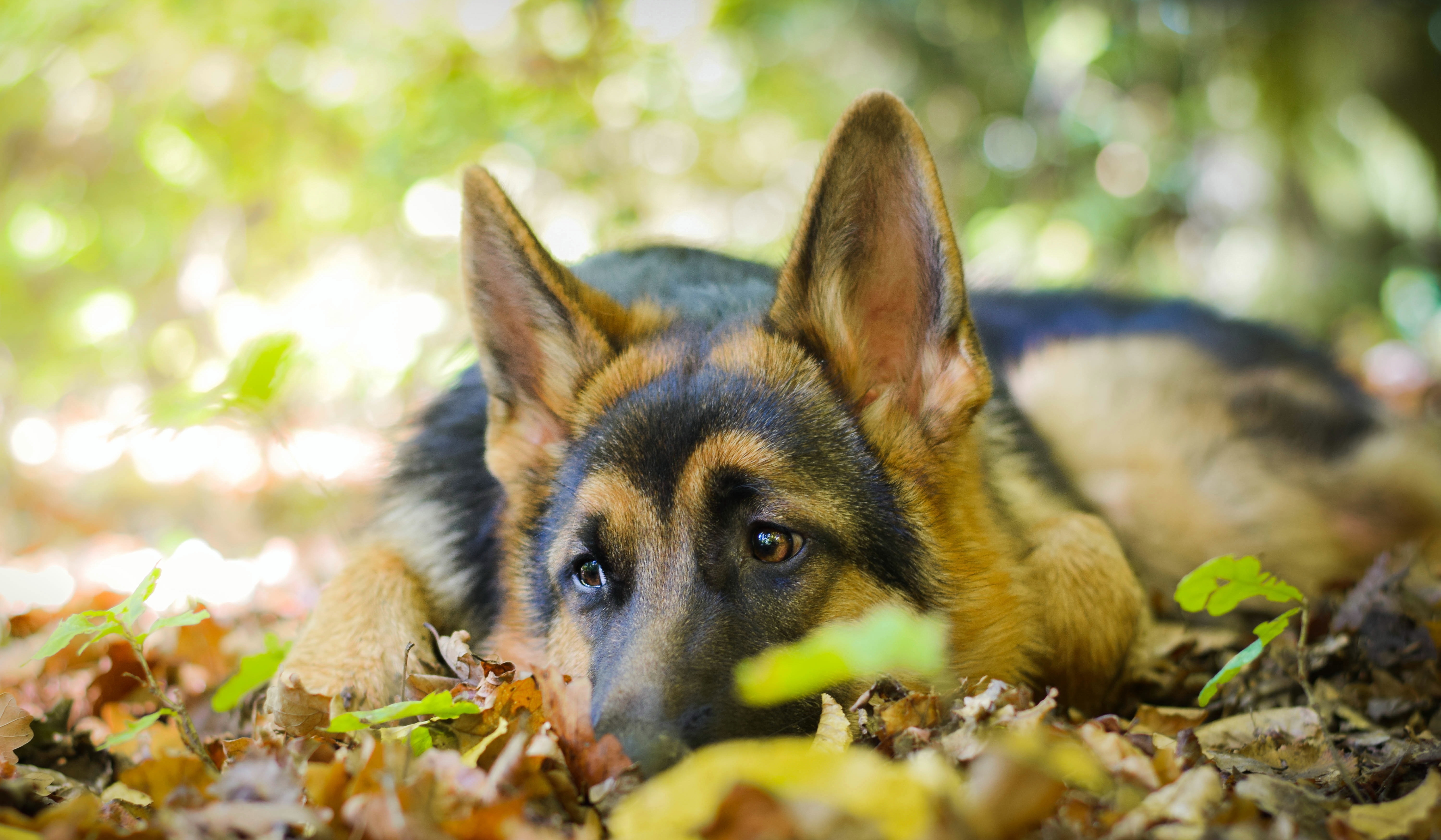 animal, german shepherd, bokeh, close up, cute, dog, leaf, resting, dogs
