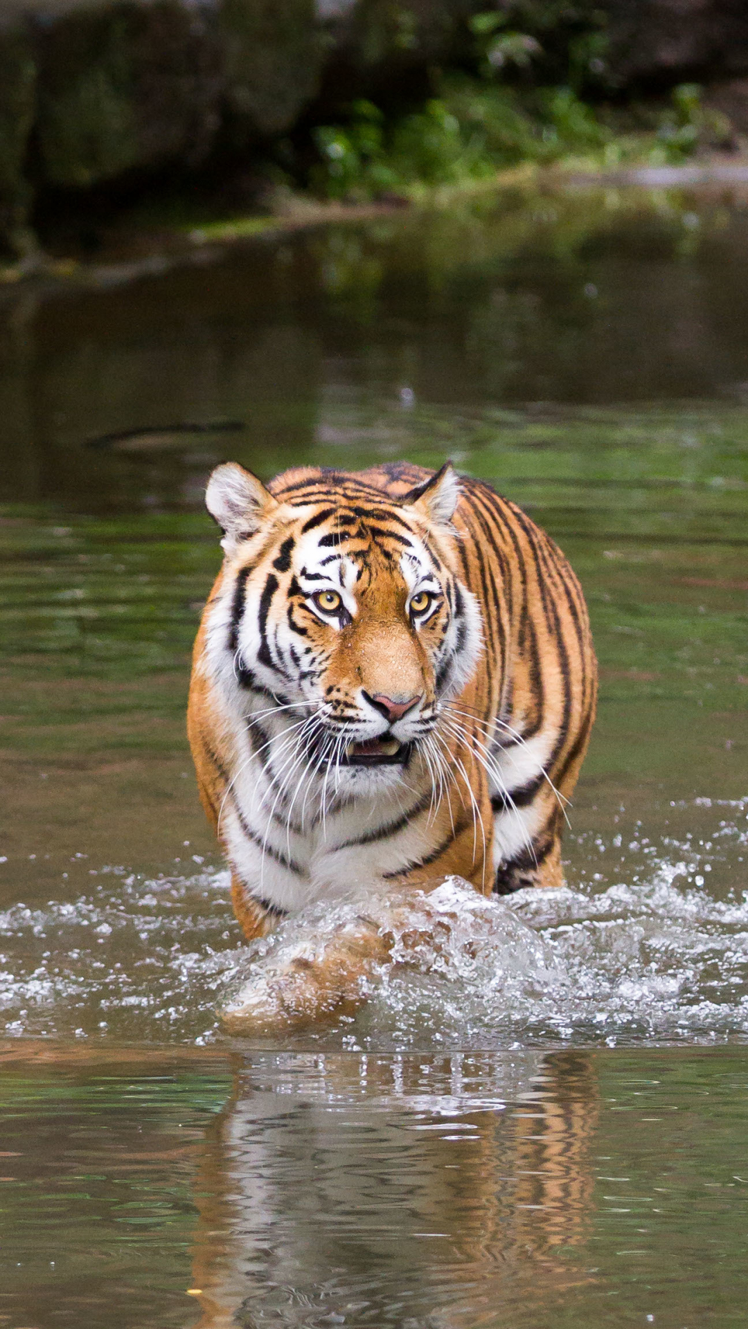 Baixar papel de parede para celular de Gatos, Animais, Tigre gratuito.