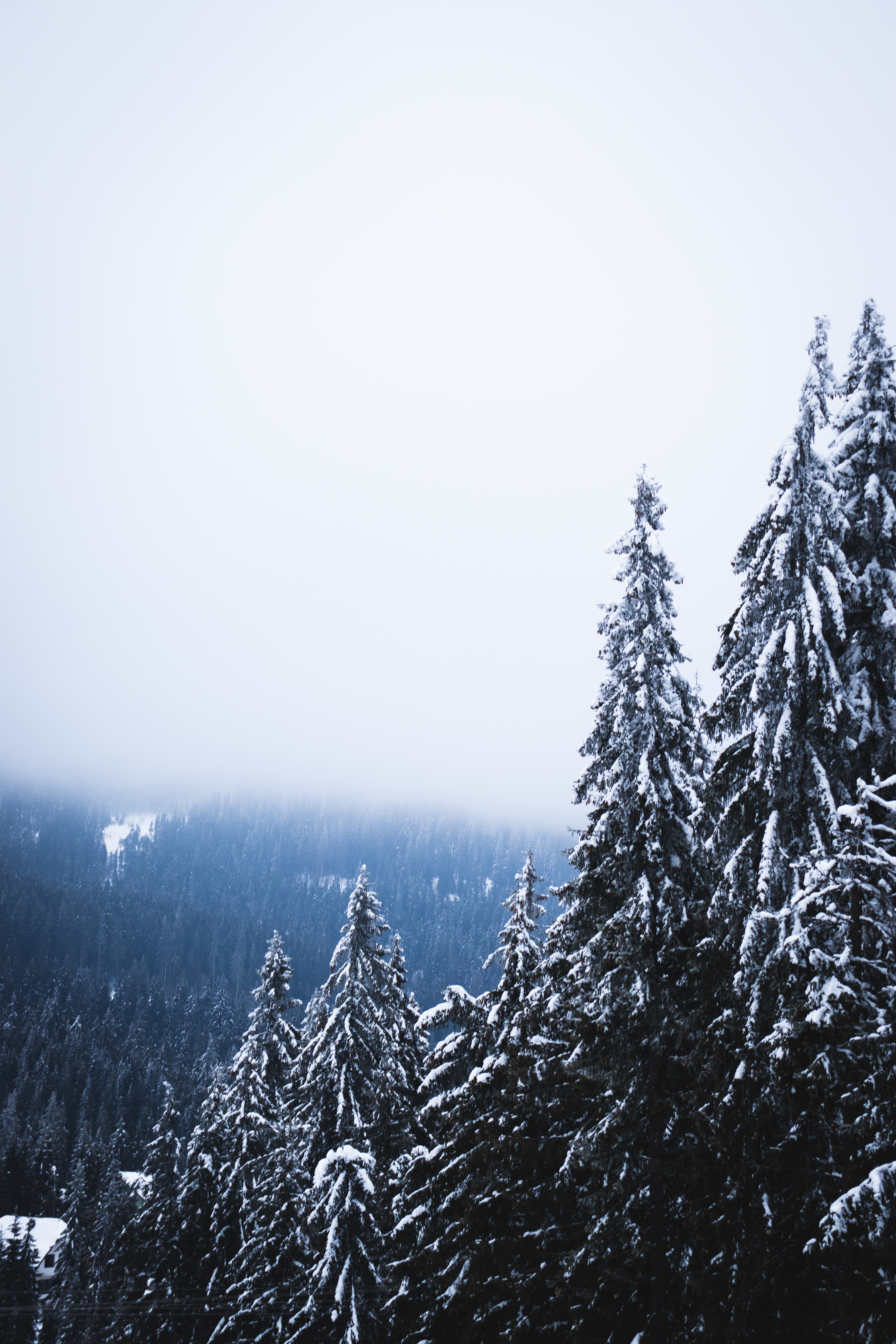Handy-Wallpaper Bäume, Kiefer, Nebel, Natur, Schnee, Wald kostenlos herunterladen.