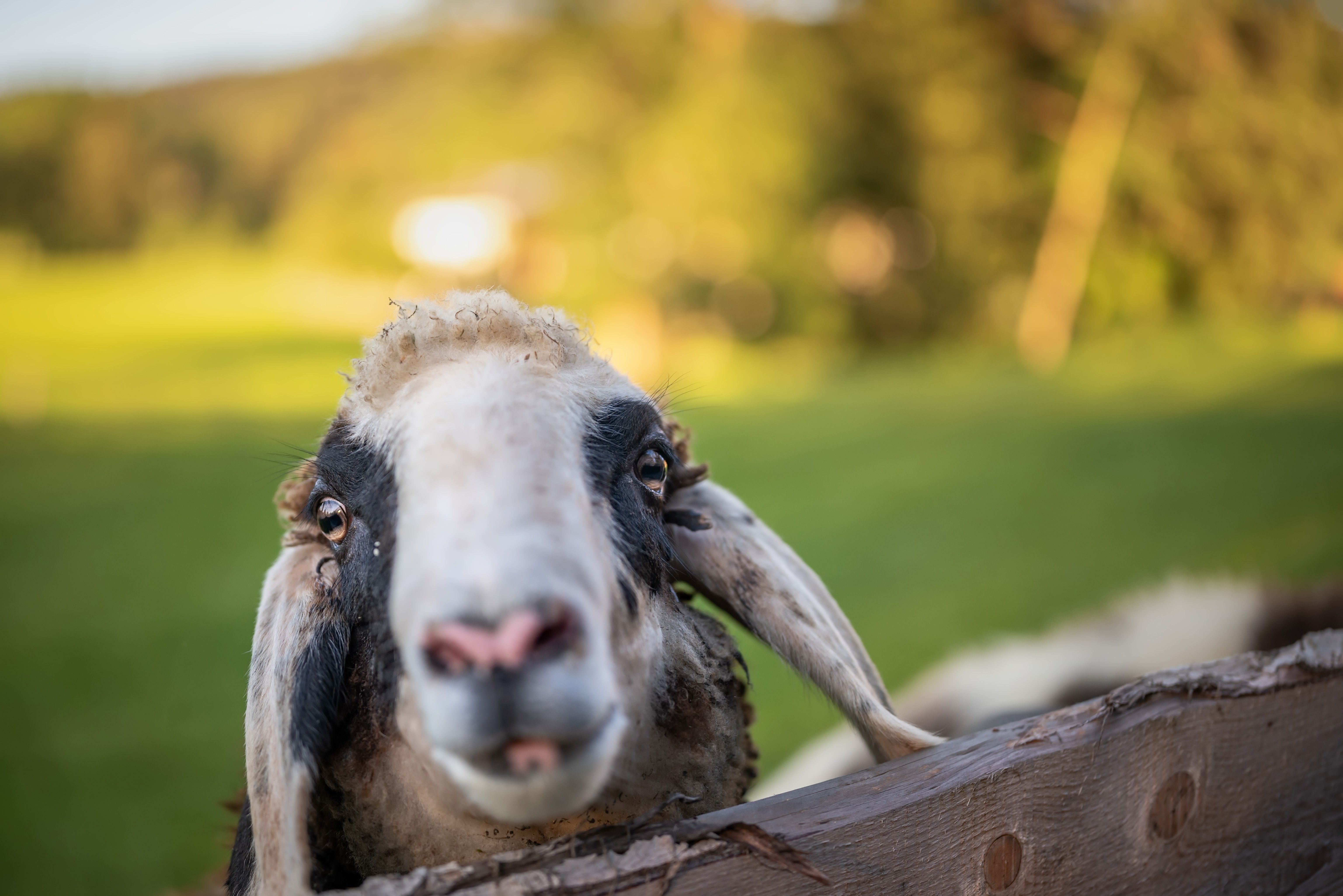 Download mobile wallpaper Muzzle, Animal, Sheep for free.