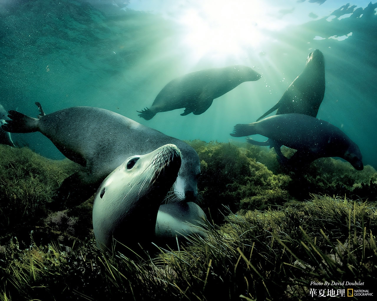 919 скачать обои тюлени, животные, вода - заставки и картинки бесплатно