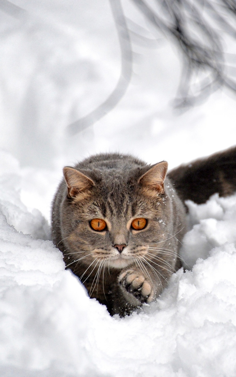 Download mobile wallpaper Winter, Cats, Snow, Cat, Animal for free.