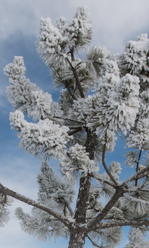 Baixar papel de parede para celular de Inverno, Árvore, Terra/natureza gratuito.