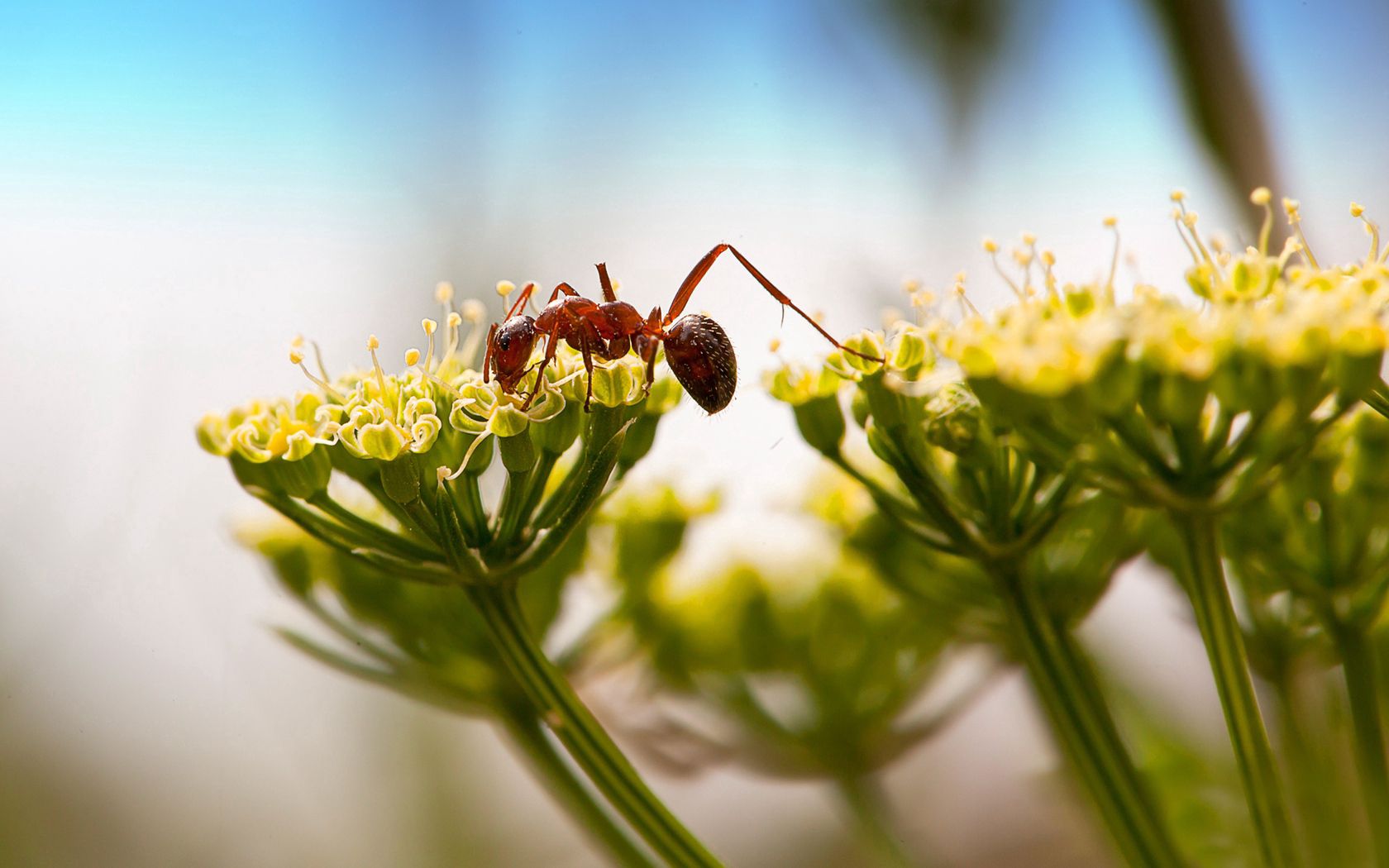 Download mobile wallpaper Macro, Ant, Insect, Plant for free.
