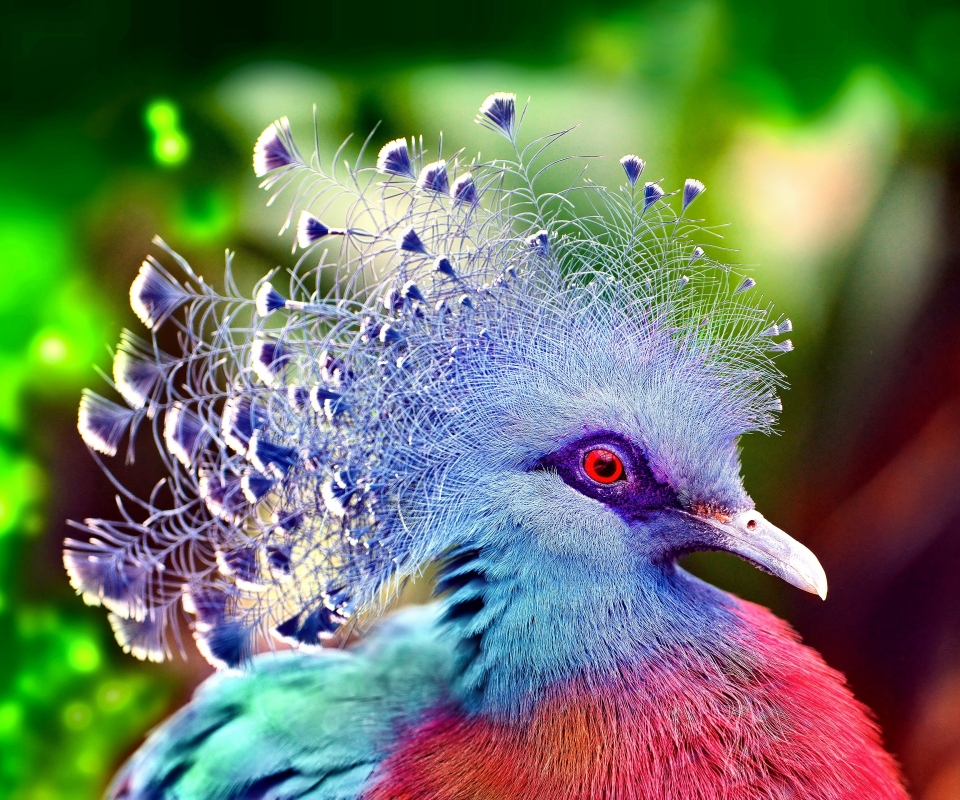 animal, victoria crowned pigeon, bird, colorful, pigeon, birds