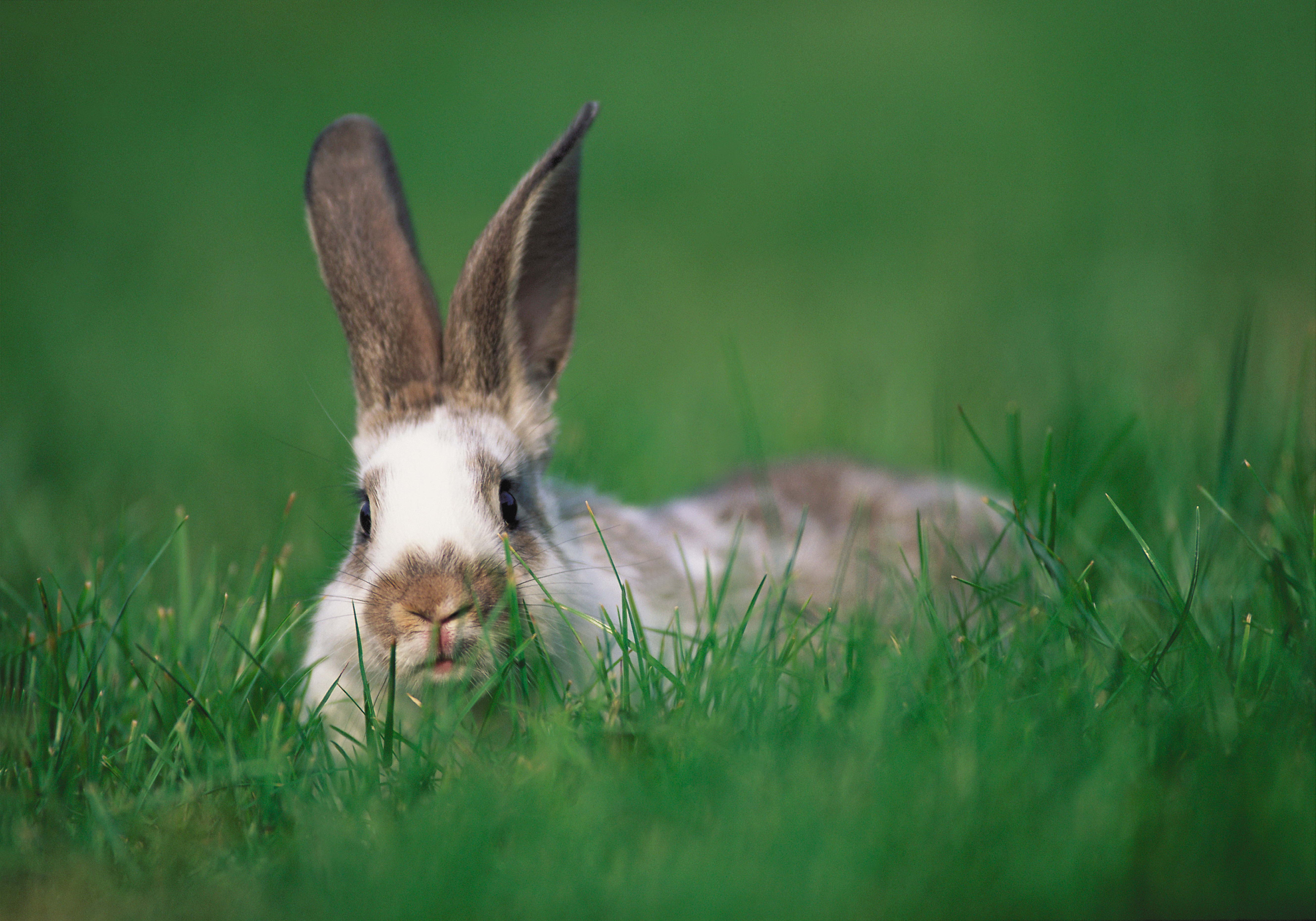 142807 скачать картинку животные, трава, уши, кролик, прятки - обои и заставки бесплатно