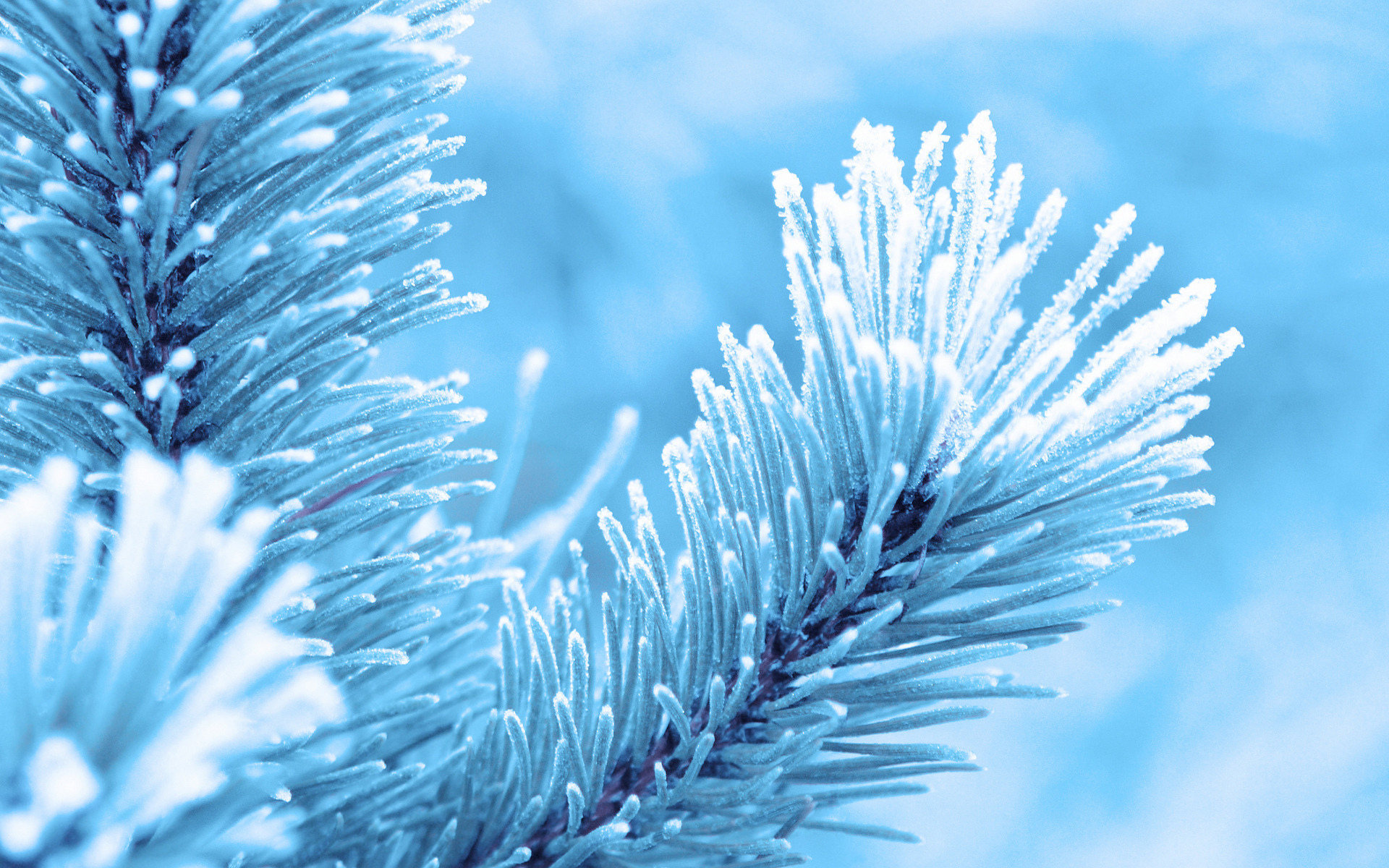 Laden Sie das Winter, Ast, Erde/natur-Bild kostenlos auf Ihren PC-Desktop herunter