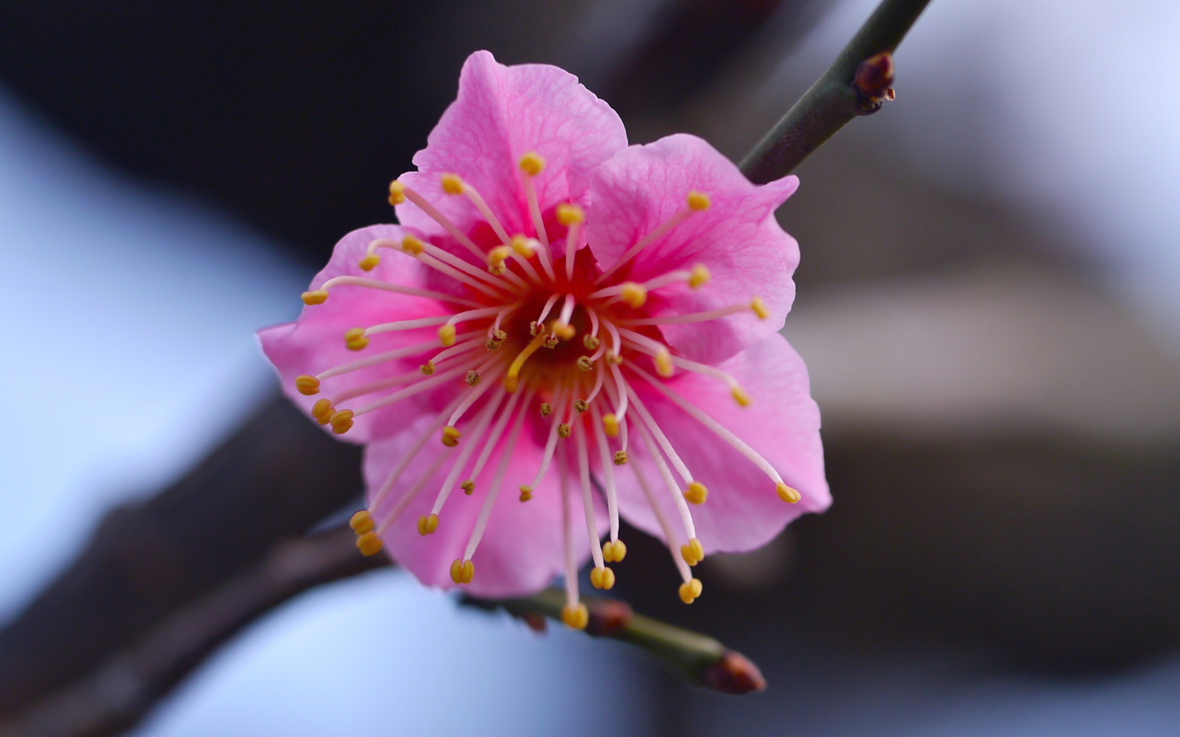 Descarga gratis la imagen Flores, Flor, Tierra/naturaleza en el escritorio de tu PC