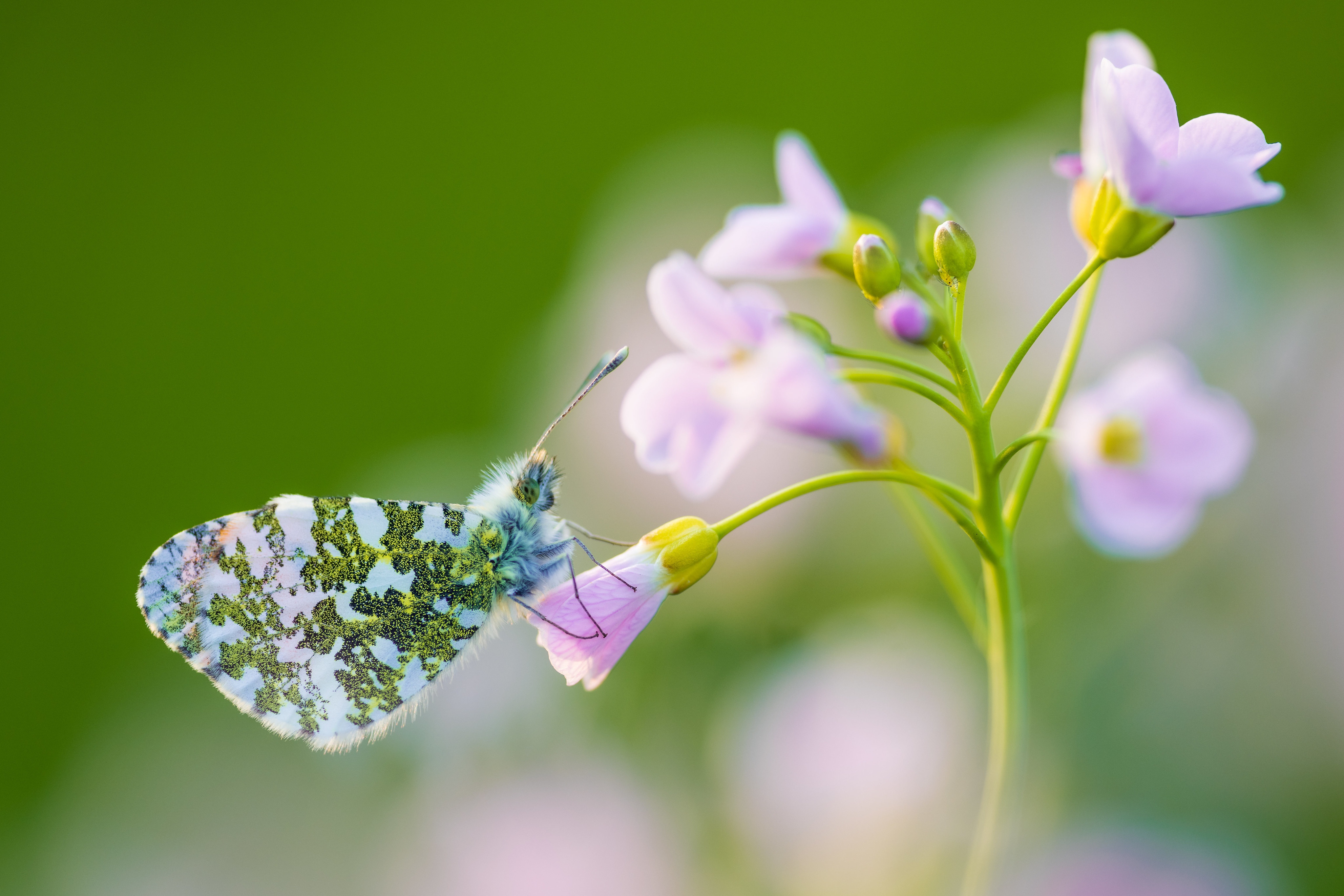 Descarga gratuita de fondo de pantalla para móvil de Animales, Mariposa.