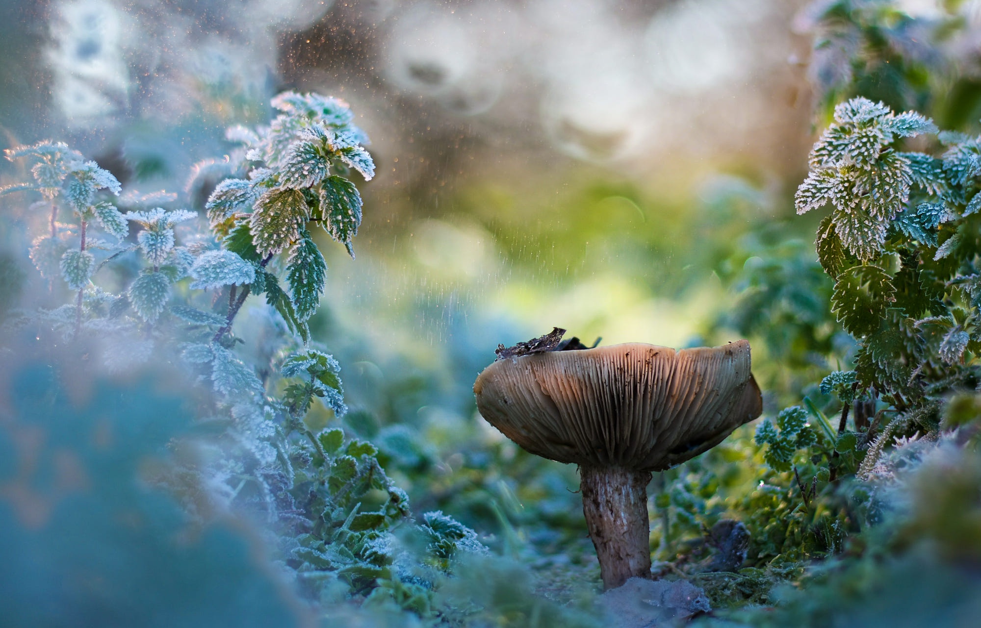 Laden Sie das Natur, Makro, Pilz, Bokeh, Erde/natur-Bild kostenlos auf Ihren PC-Desktop herunter