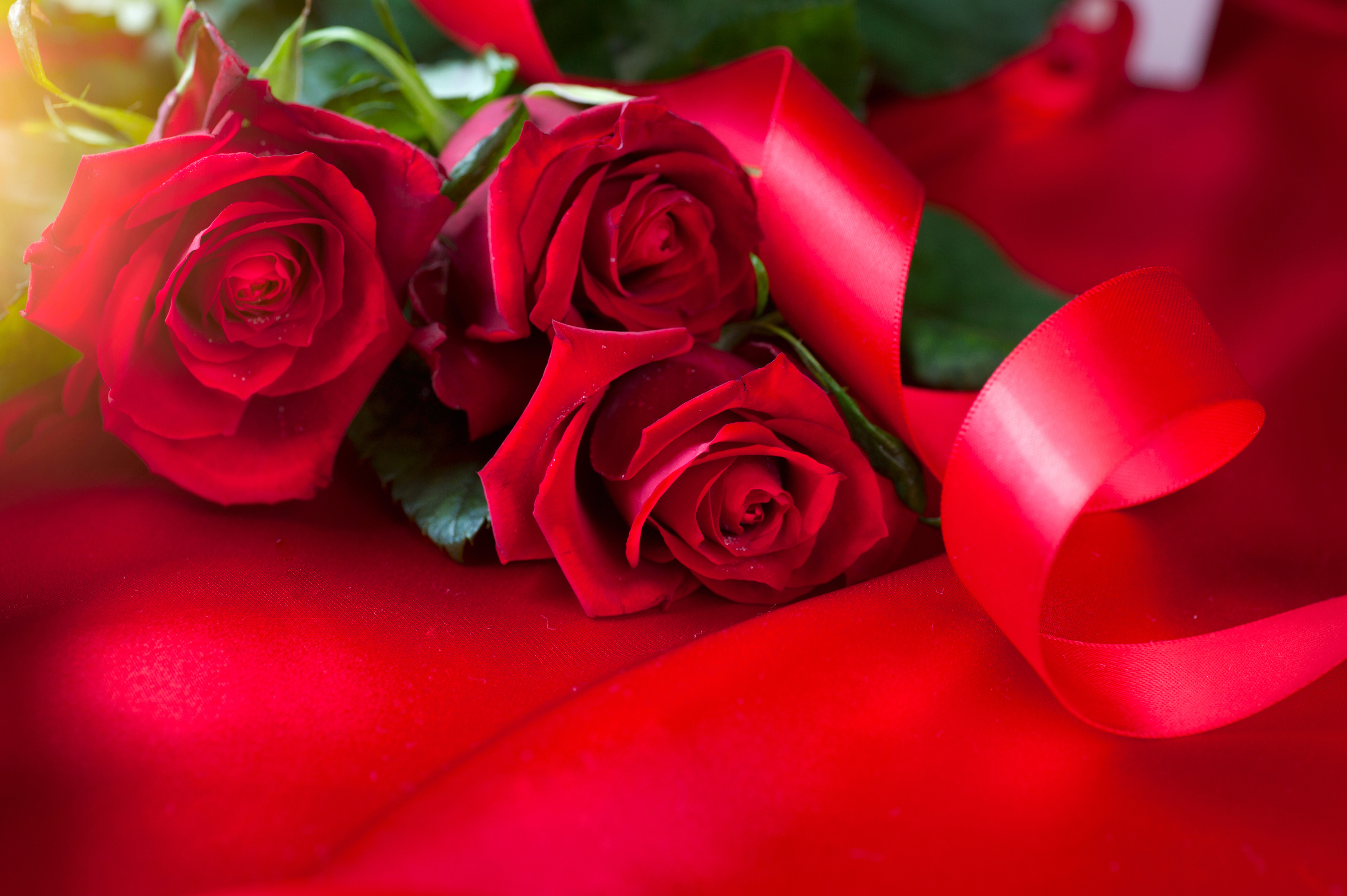 Download mobile wallpaper Flower, Rose, Red Rose, Romantic, Red Flower, Man Made for free.