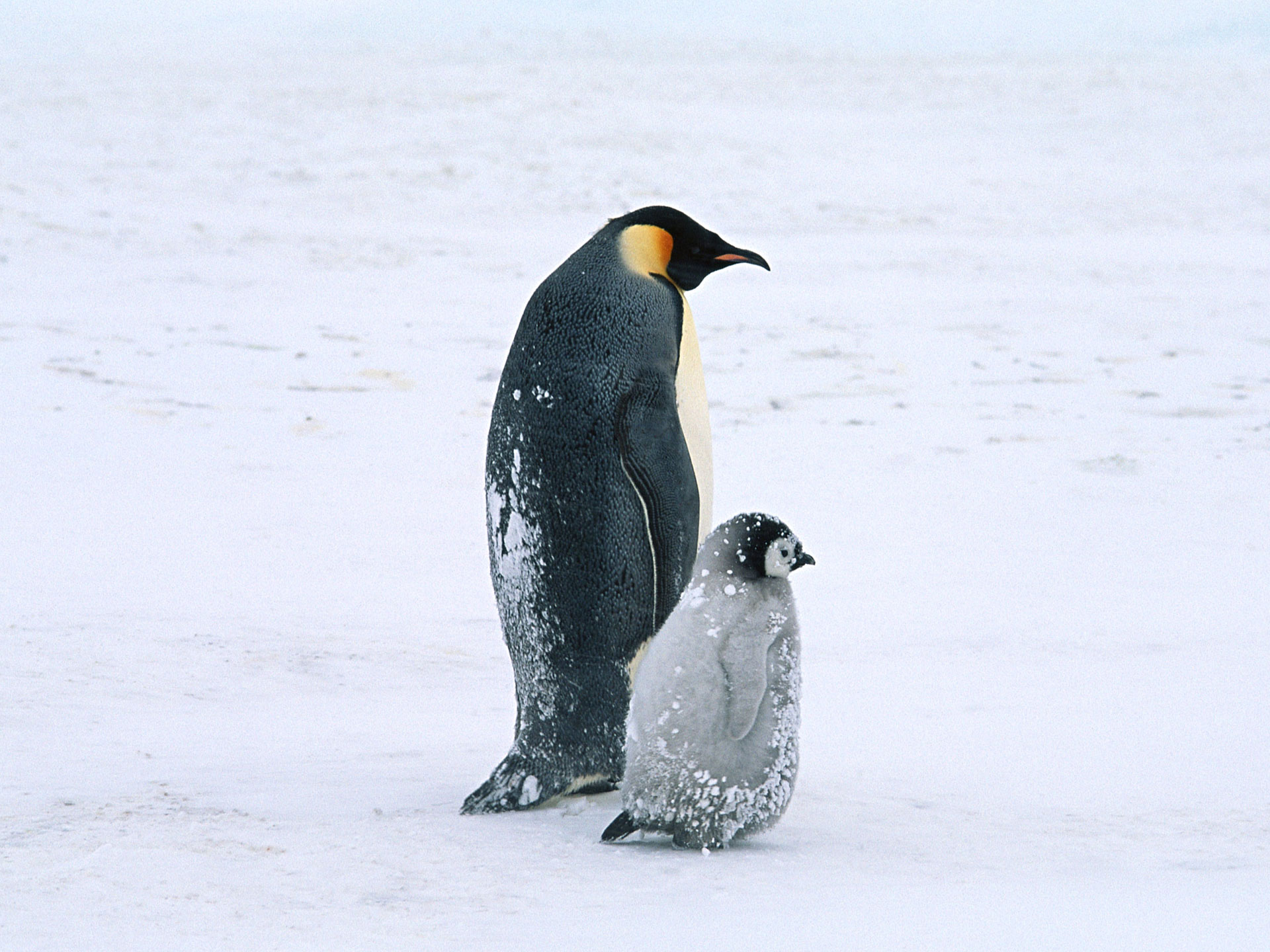 Download mobile wallpaper Winter, Nature, Birds, Bird, Earth, Animal, Penguin, Chick, Emperor Penguin for free.