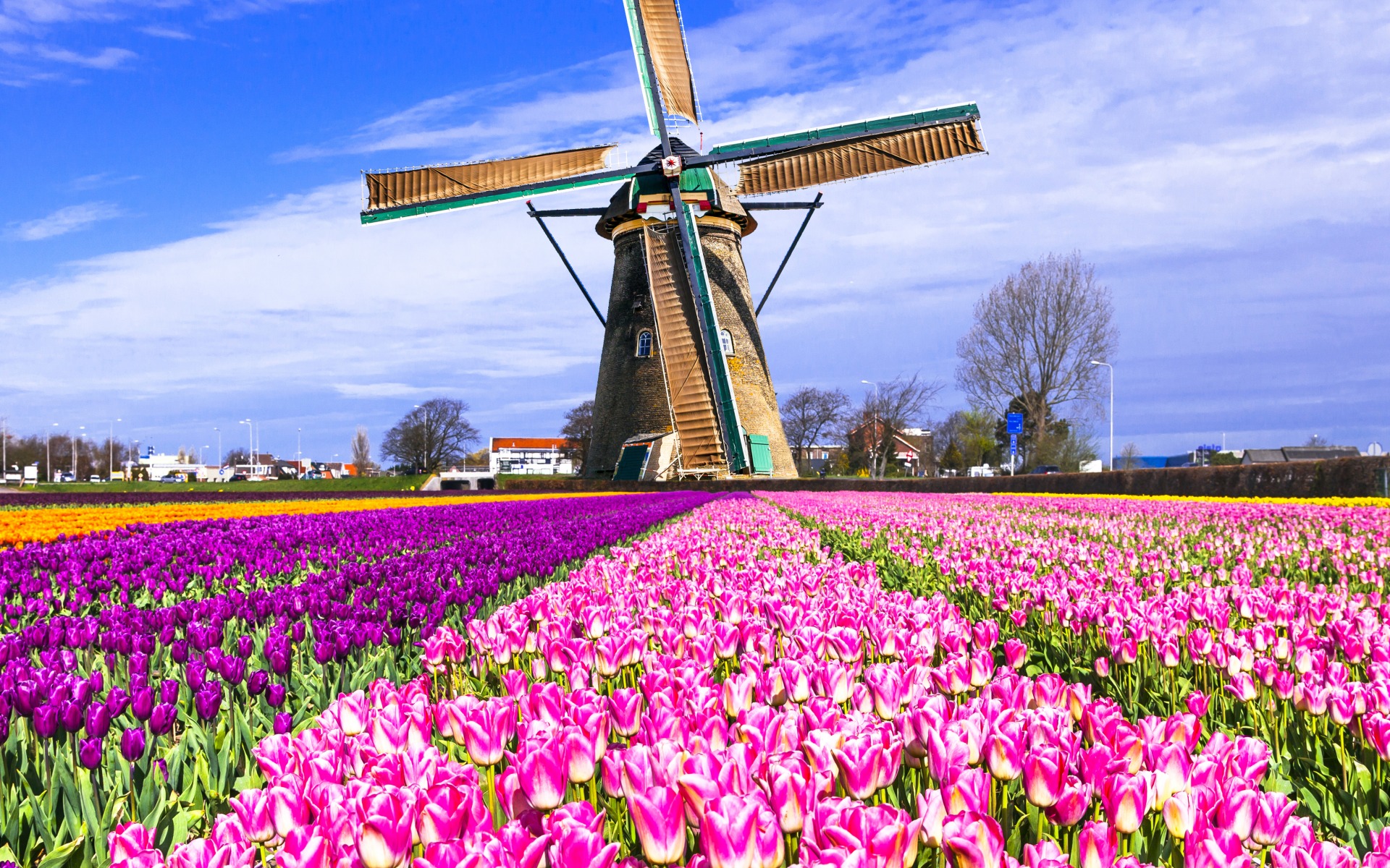 man made, windmill, field, flower, mill, pink flower, tulip