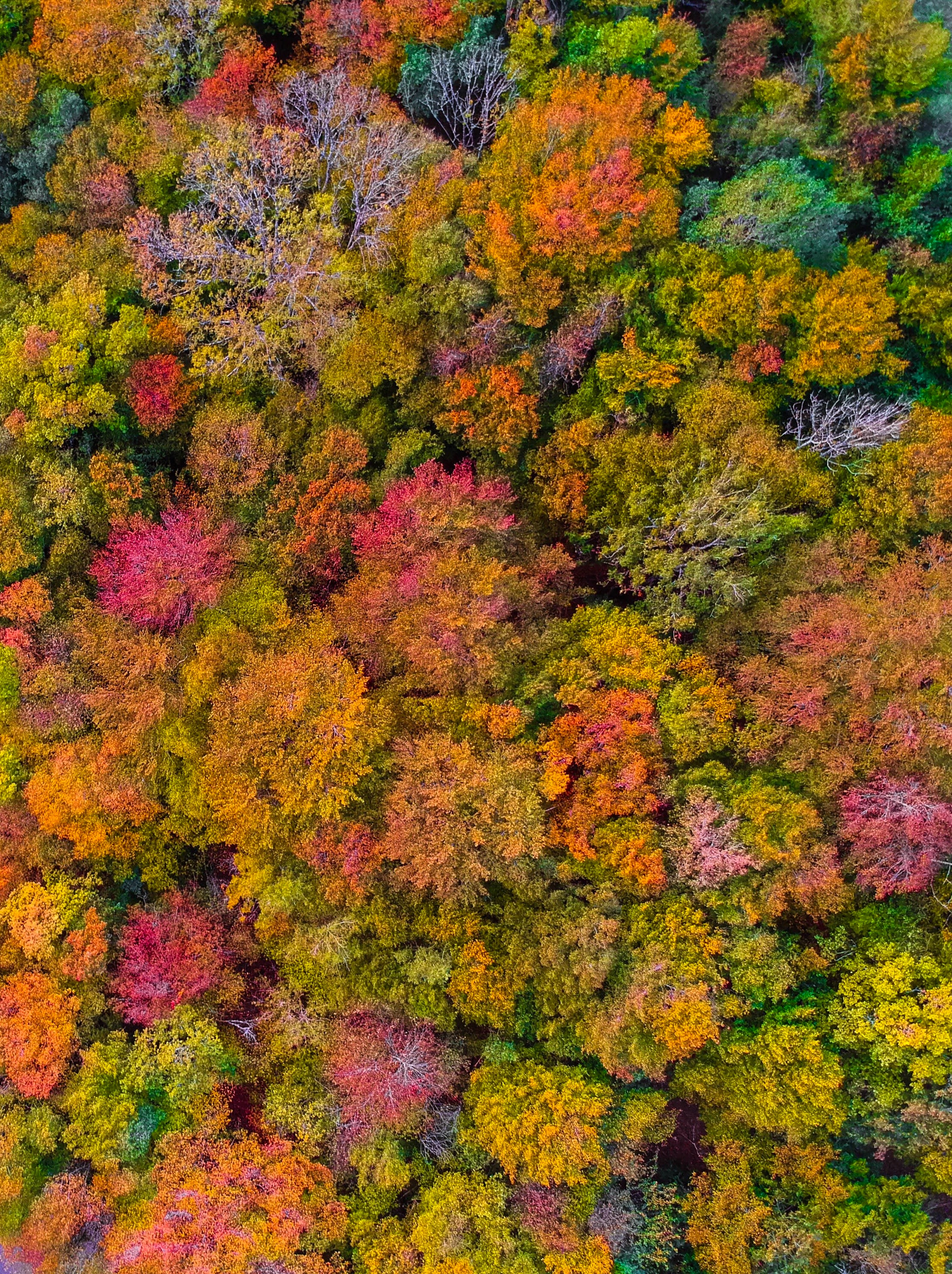 無料モバイル壁紙上から見る, 森林, 森, 自然, 秋をダウンロードします。